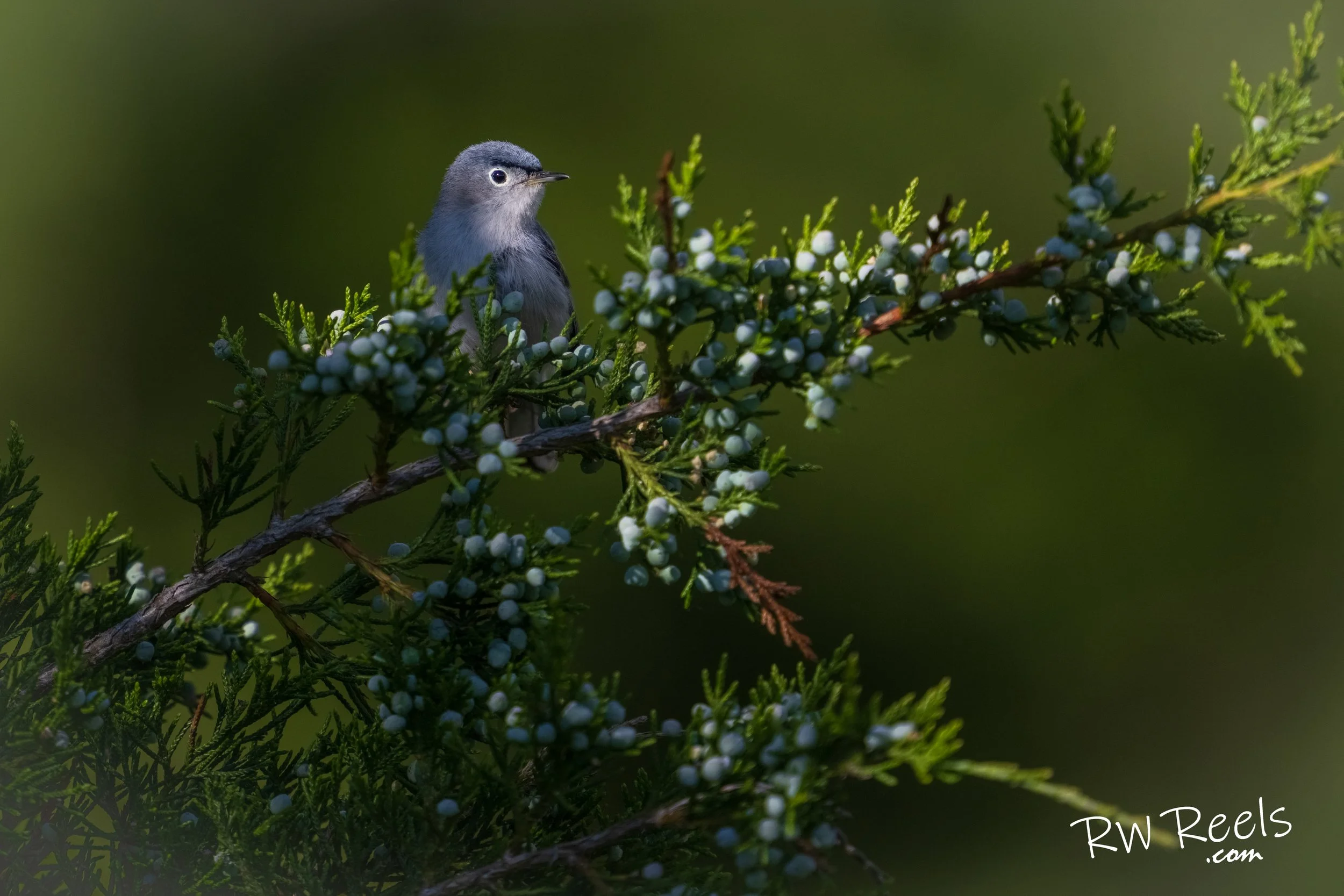 The Blue-Gray gnatcatcher on a juniper tree at Kimsey Run Lake in Baker, WV.