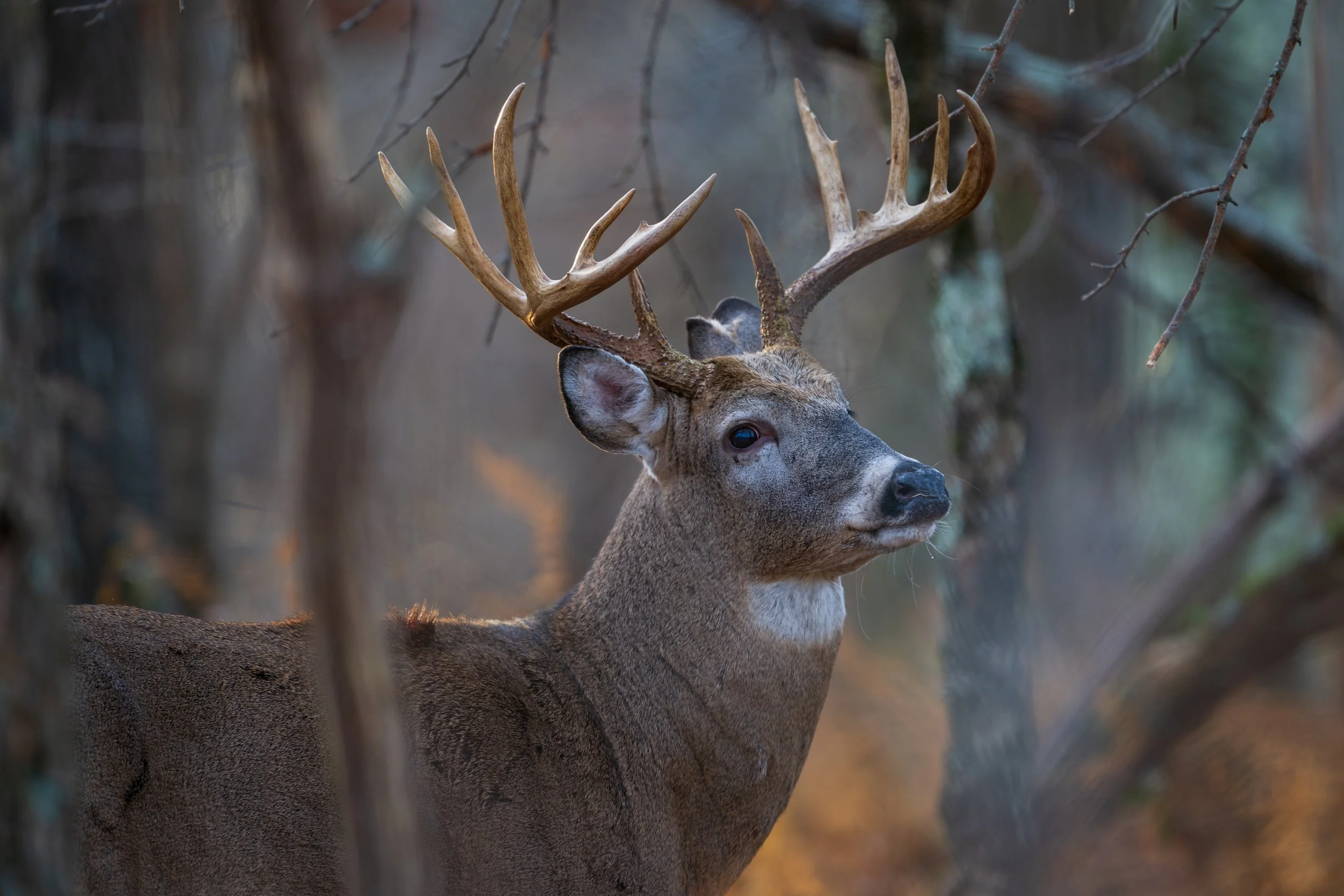 Shenandoah NP Buck