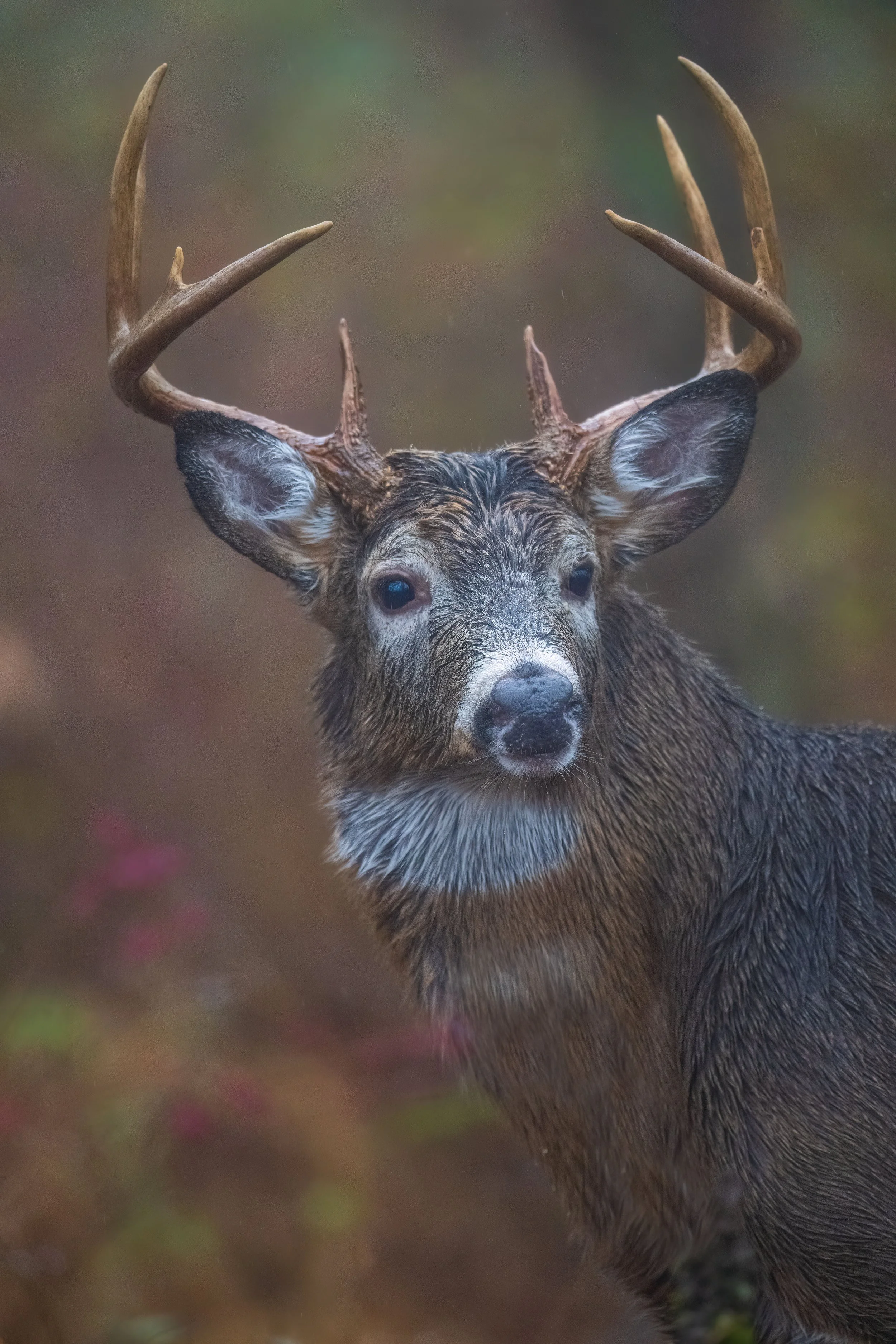 "A regal white-tailed buck emerges from the mist, its antlers glistening with the dampness of a foggy morning. The soft, diffused light enhances the earthy tones of its coat and the fine details of its face, creating an intimate portrait of strength 