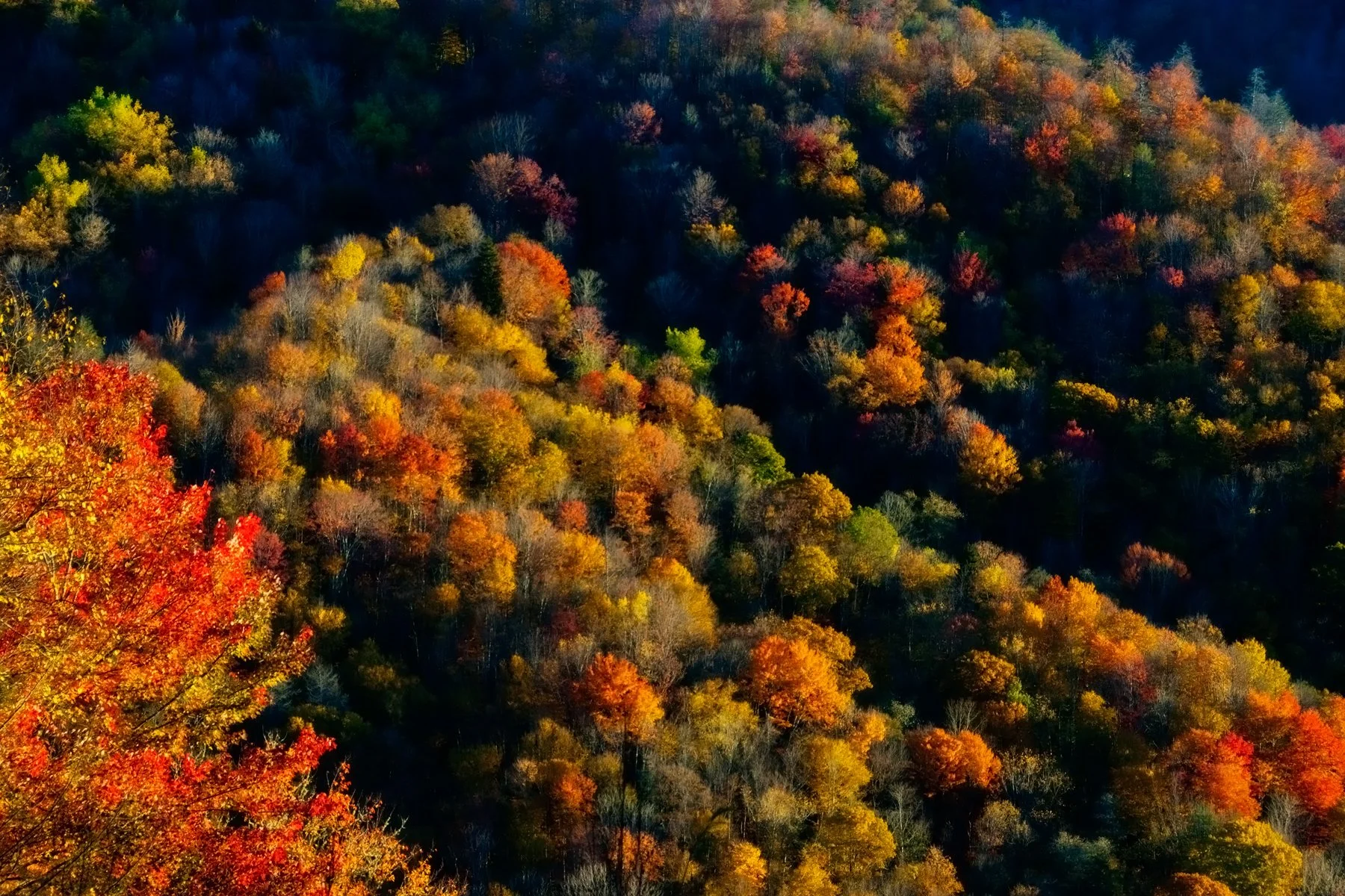 The stunning fall colors along Newfound Gap in the Great Smoky Mountains. The scene is located on a winding road that cuts through the mountains, with vibrant fall colors visible on the trees on either side of the road. The photo is taken from a high