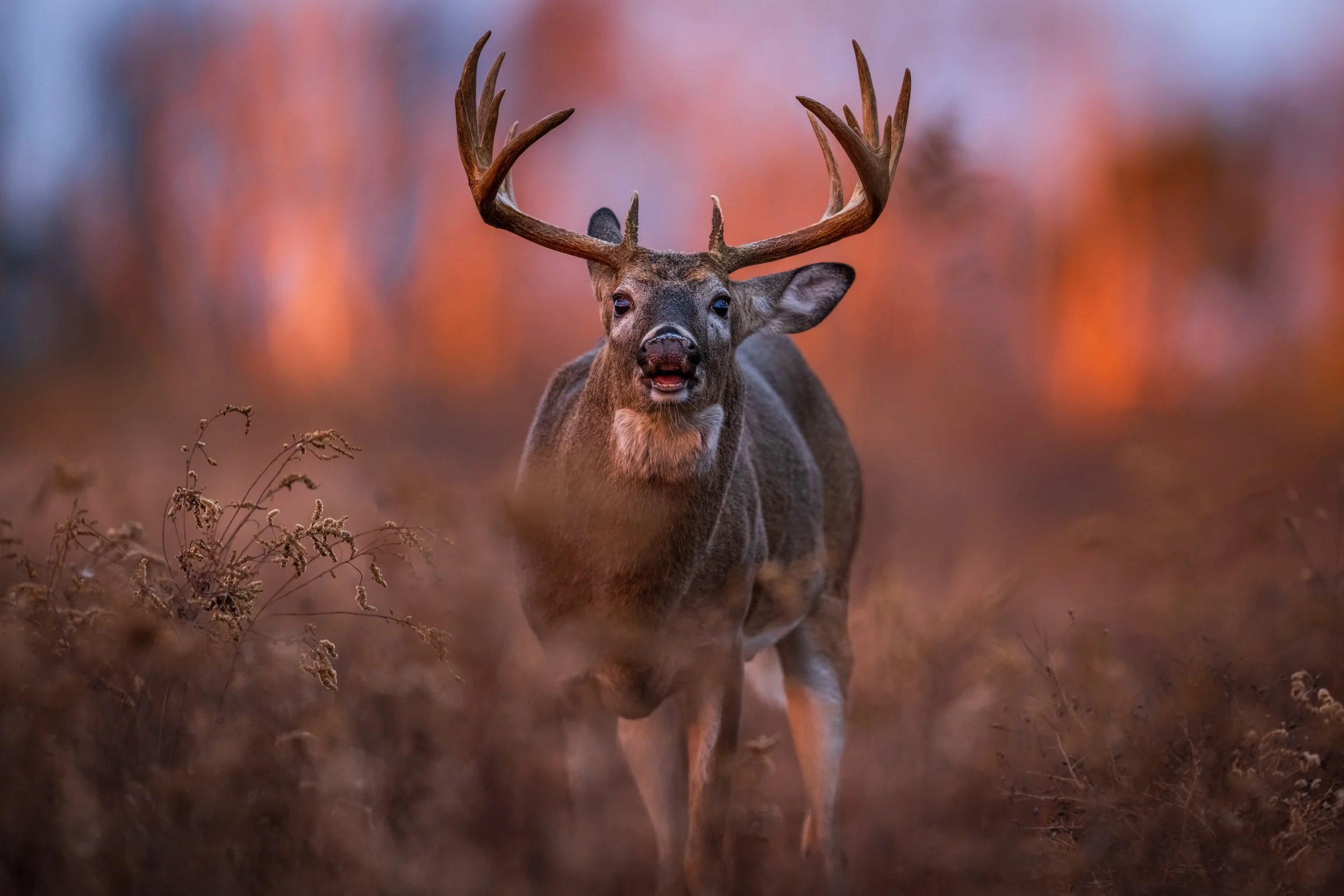 White-tailed buck with large antlers standing in warm sunset light in Shenandoah.