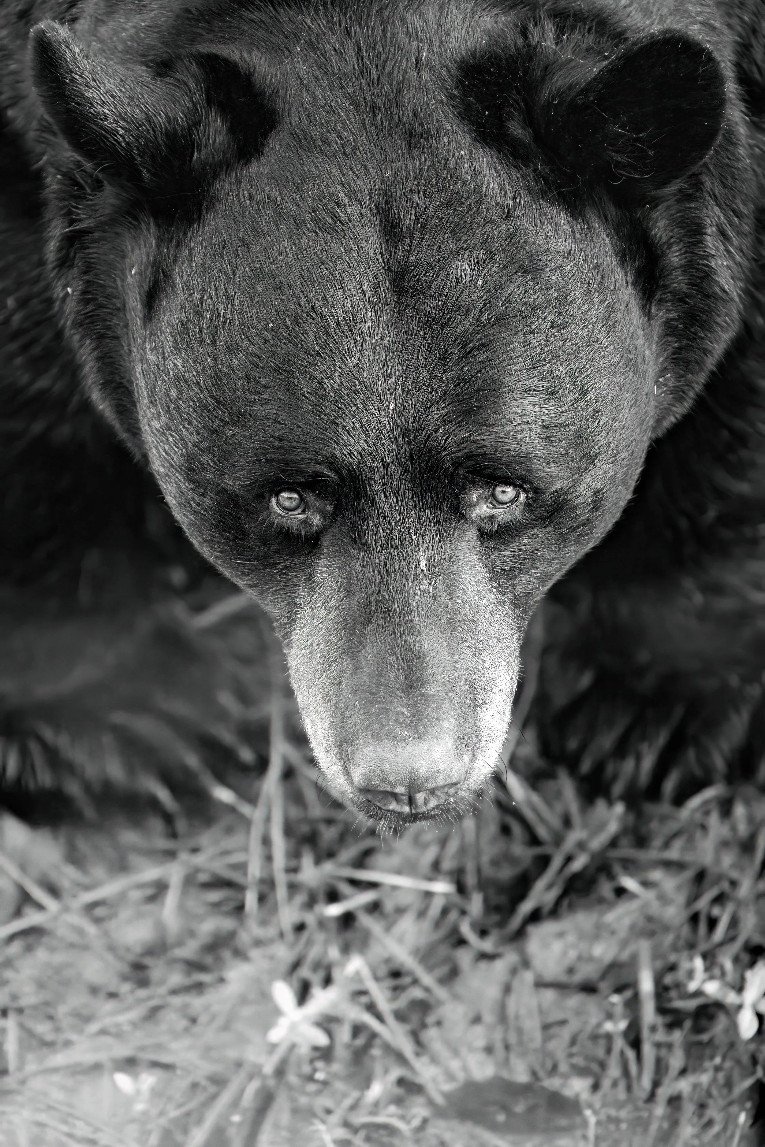 In this black-and-white close-up, the soulful eyes of an American black bear seem to hold centuries of wilderness wisdom. Stripped of color, every detail becomes more pronounced — the texture of its fur, the curve of its ears, the intensity of its ga