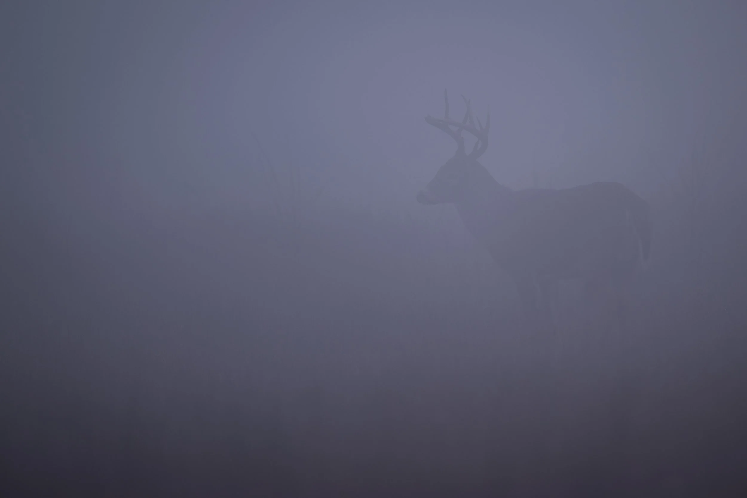 This buck stands his ground from lesser rivals in the early morning fog at Big Meadows.