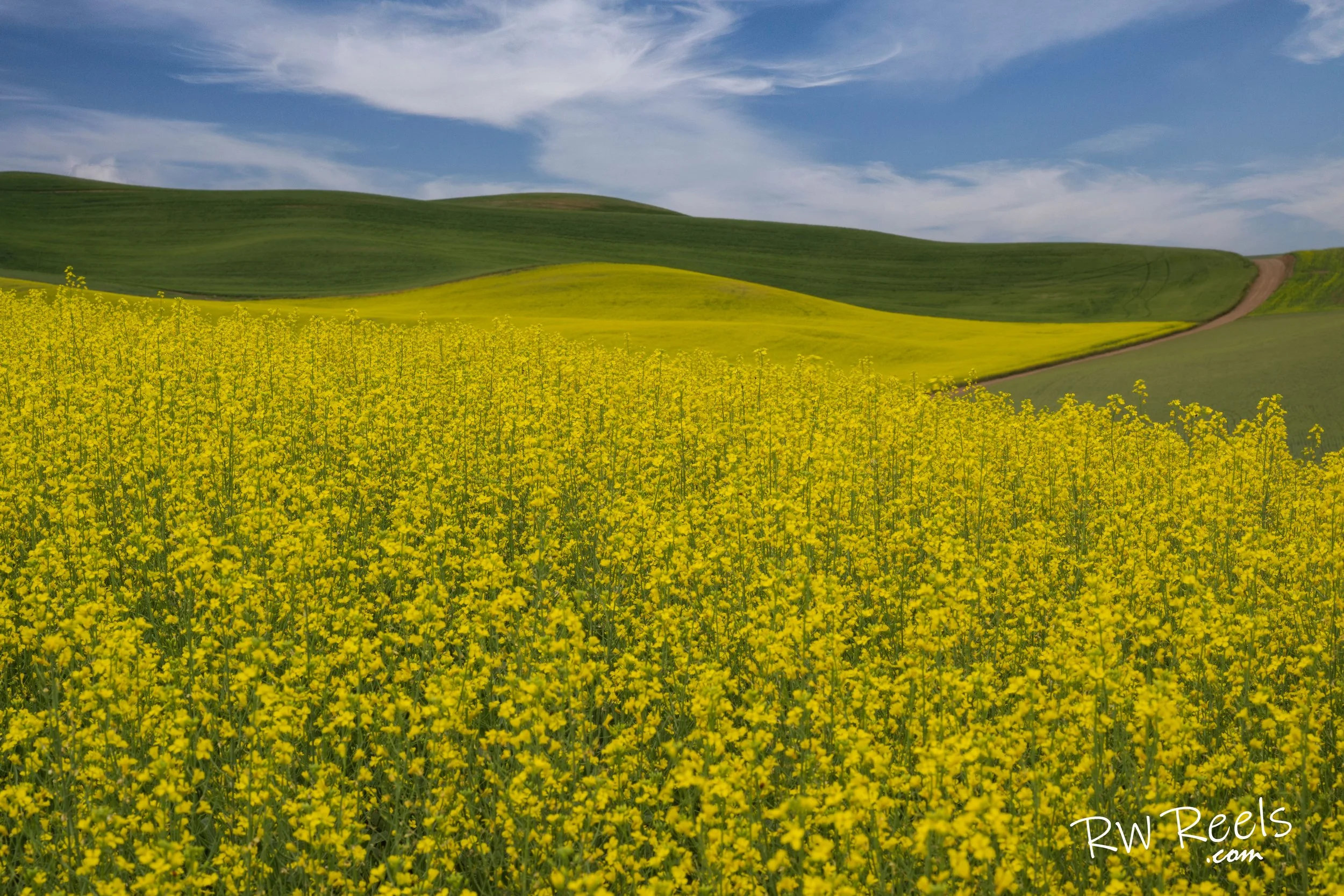 Canola Fields of Colfax, Washington.