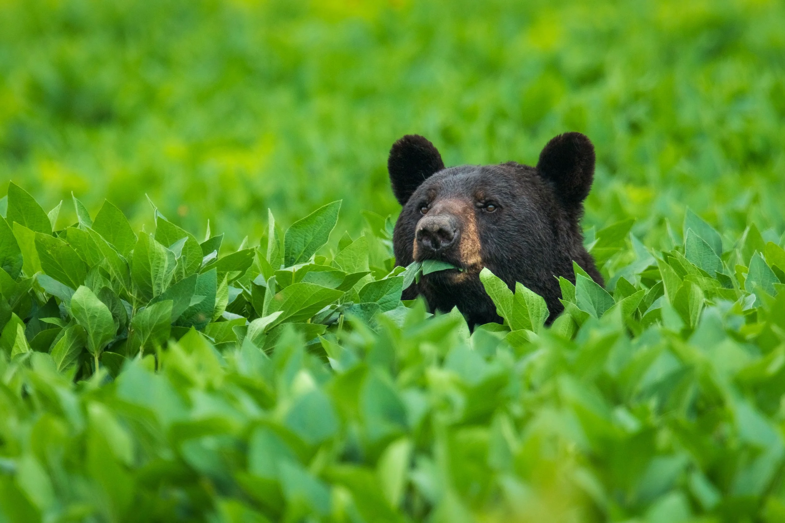 A curious American black bear peeks above a sea of vibrant green foliage, a single leaf caught gently in its mouth. The lush summer growth frames the bear in a scene that feels both playful and serene, offering a rare look at this iconic animal in a 