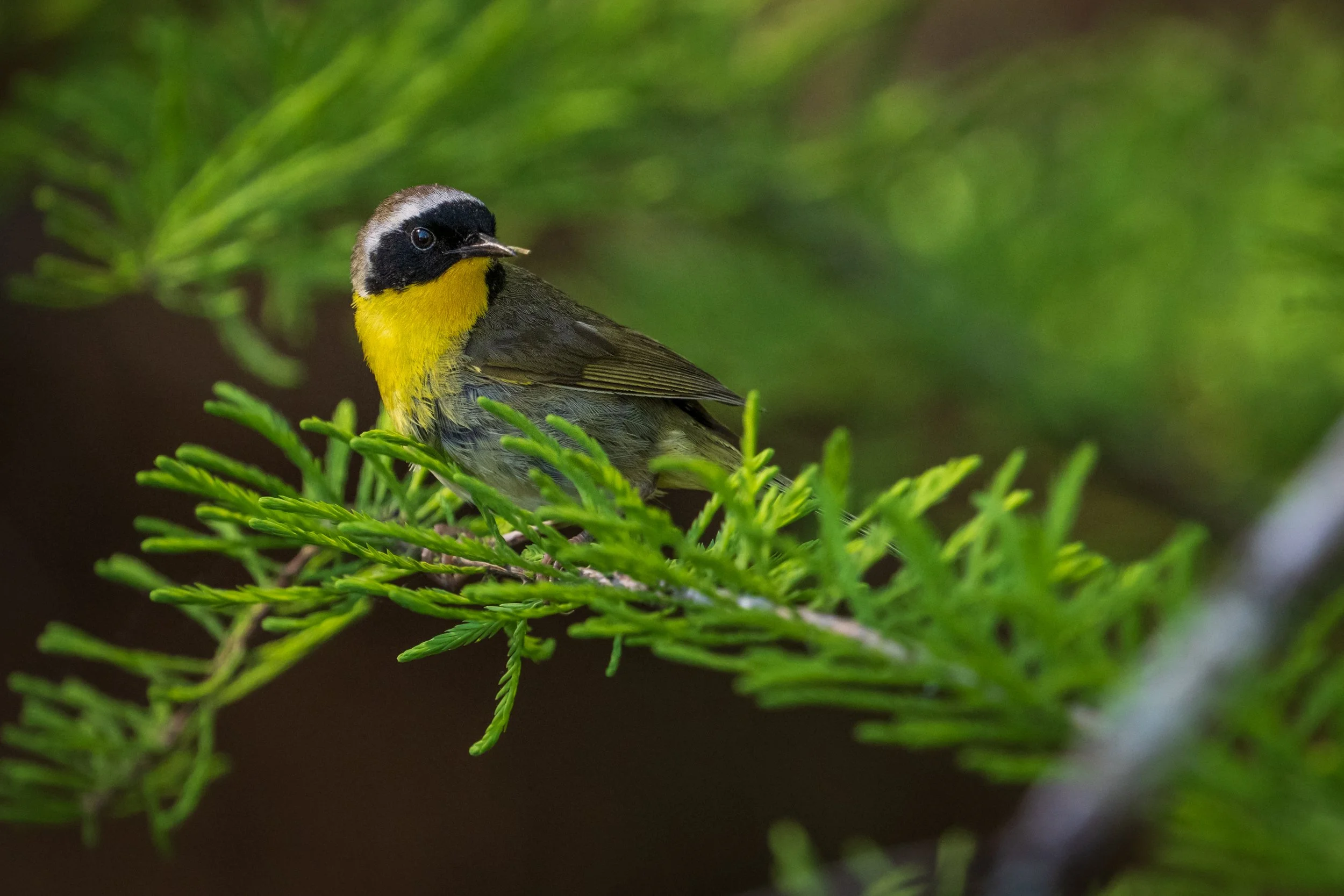 Common Yellowthroat at Alligator River NWR
A striking male Common Yellowthroat perches among the vibrant green cypress branches at Alligator River National Wildlife Refuge. Recognized by his bold black mask and bright yellow throat, this secretive wa