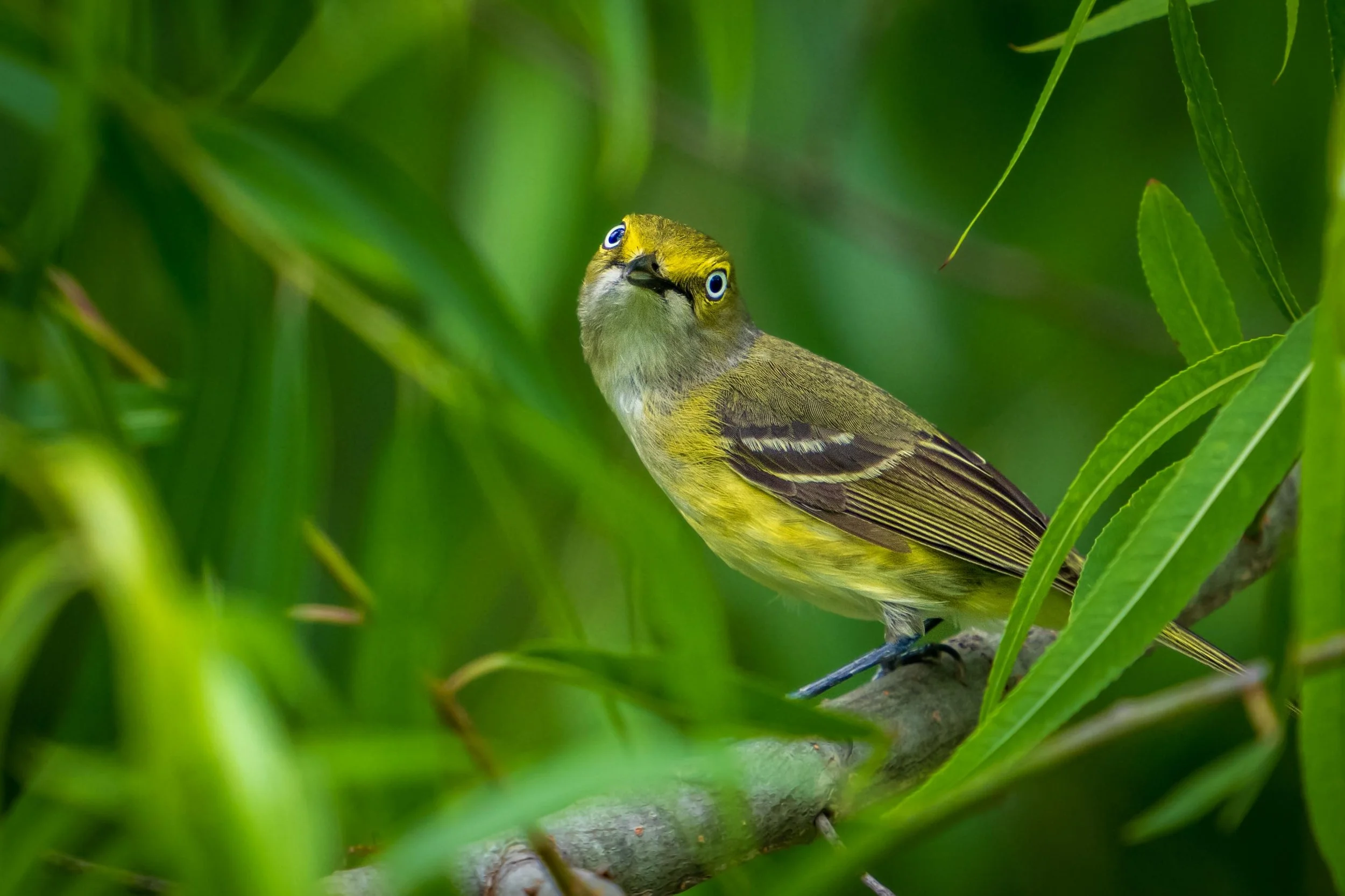 In this photograph taken in Wake County, a white-eye vireo perches on a slender branch amidst lush green foliage. The white-eyed vireo has bright yellow plumage on its underparts and olive-green on its back, with distinctive white wing bars. Its stri