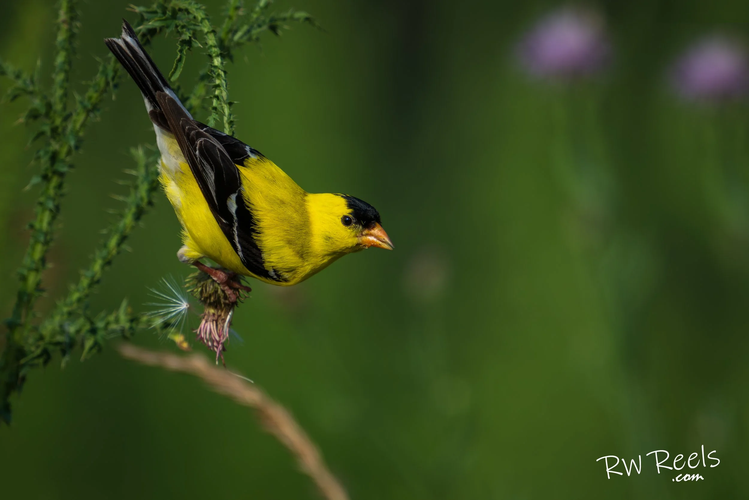 Goldfinch - Baker, WV
