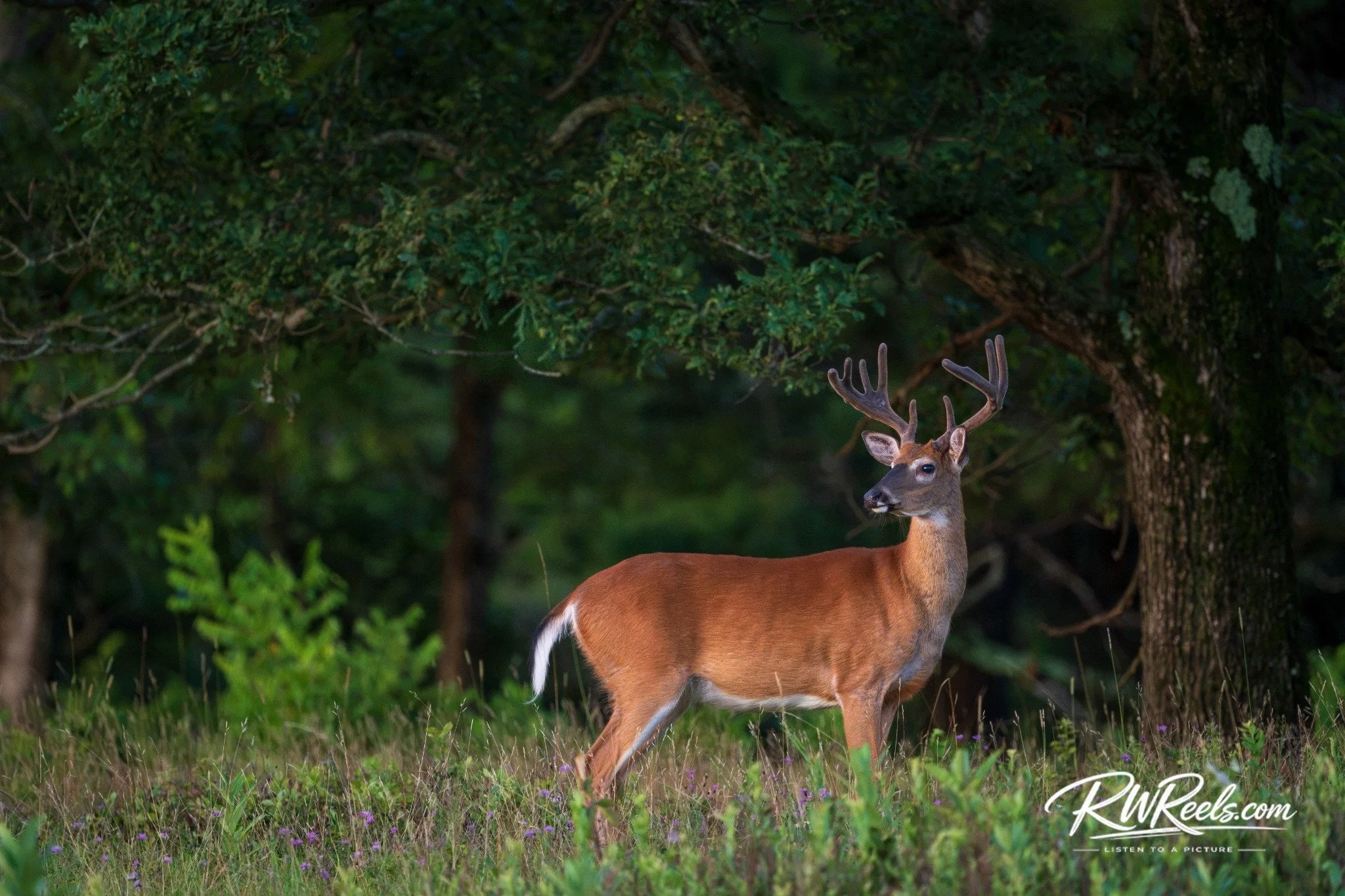 Velvet at the Woodland Edge — Shenandoah Buck Fine Art Print