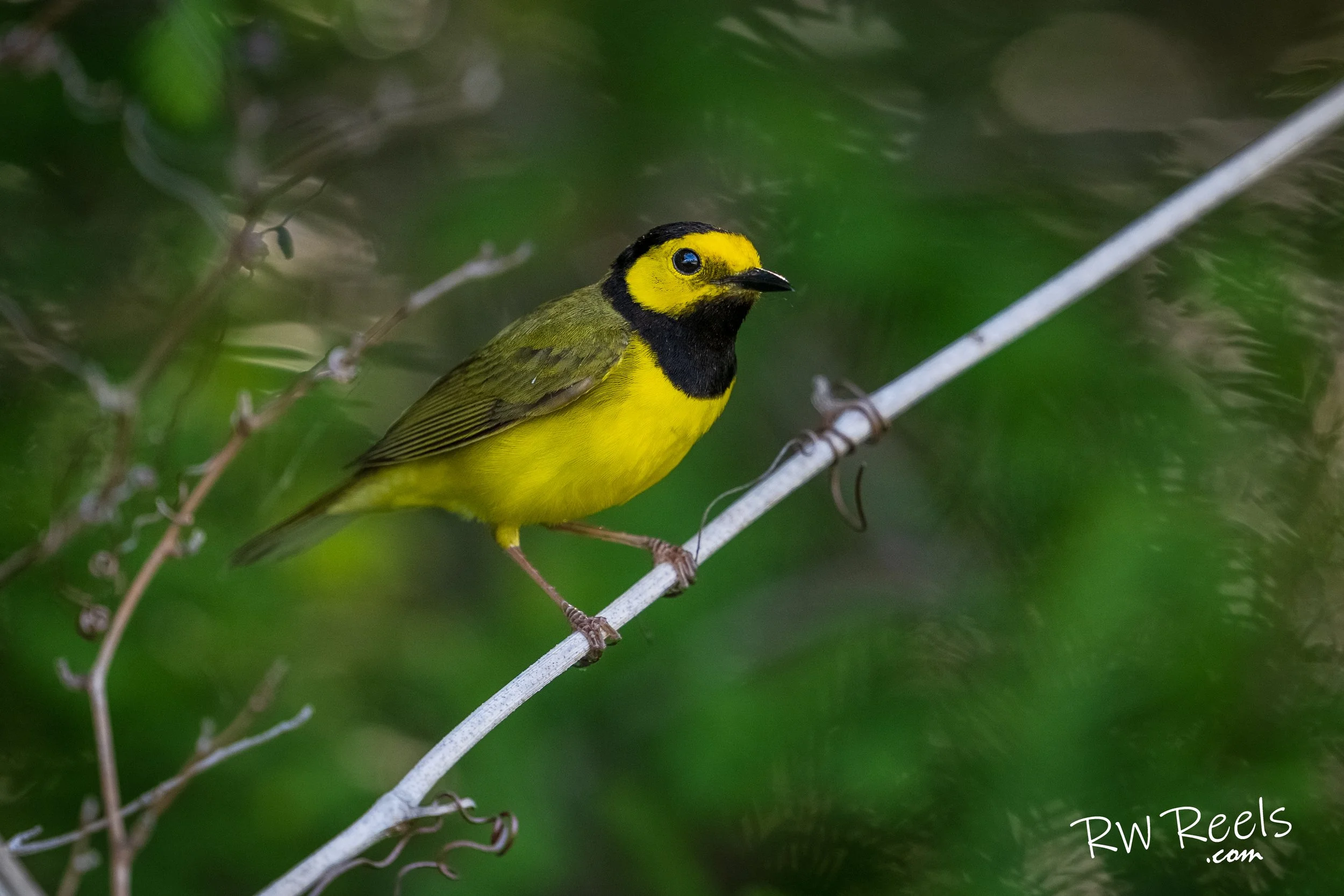 Hooded Warbler