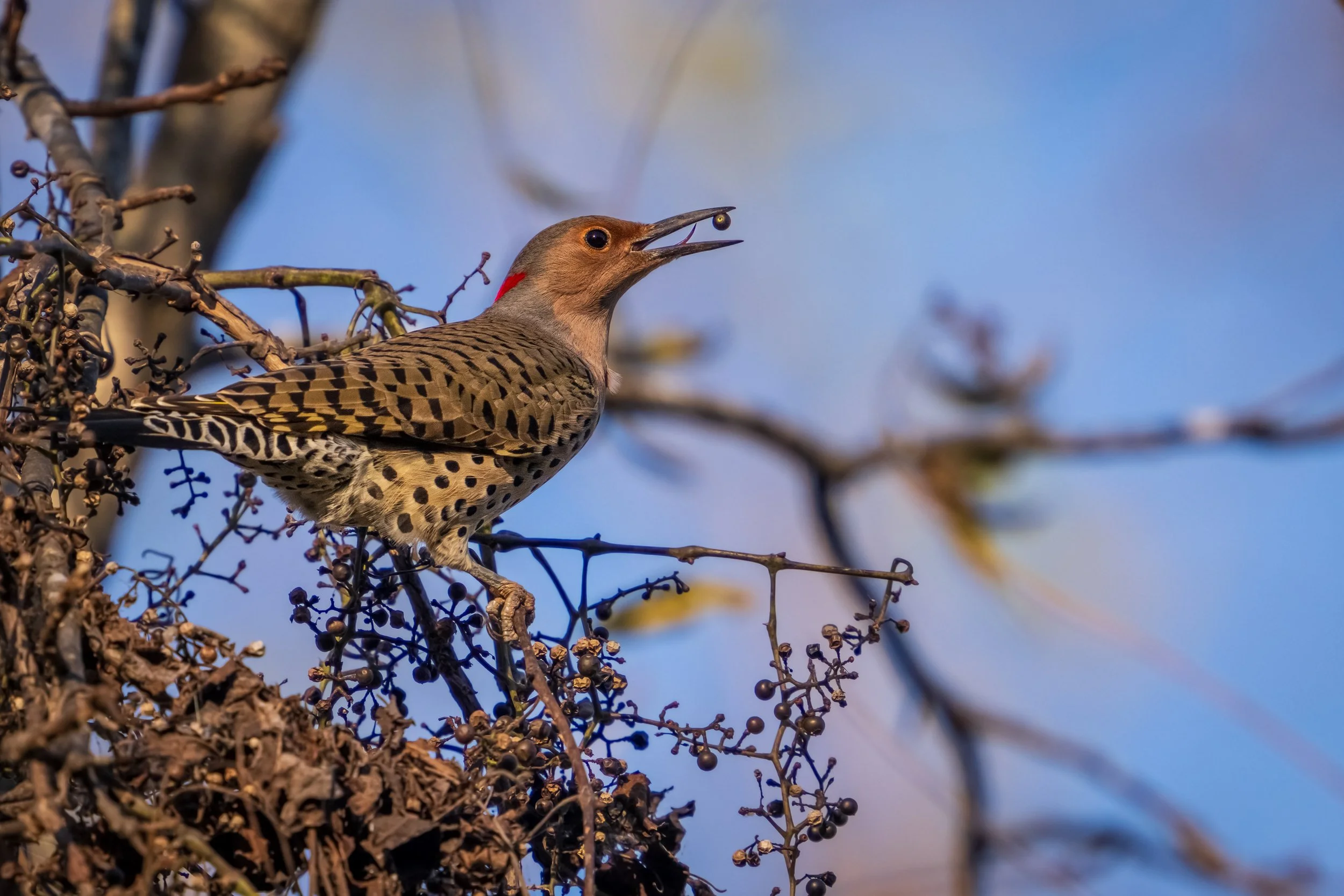 Captured this Northern Flicker in action at Brumley North Nature Preserve, enjoying a moment with its mulberry. Love how these stunning woodpeckers bring life to the autumn landscape! 🪶🍂