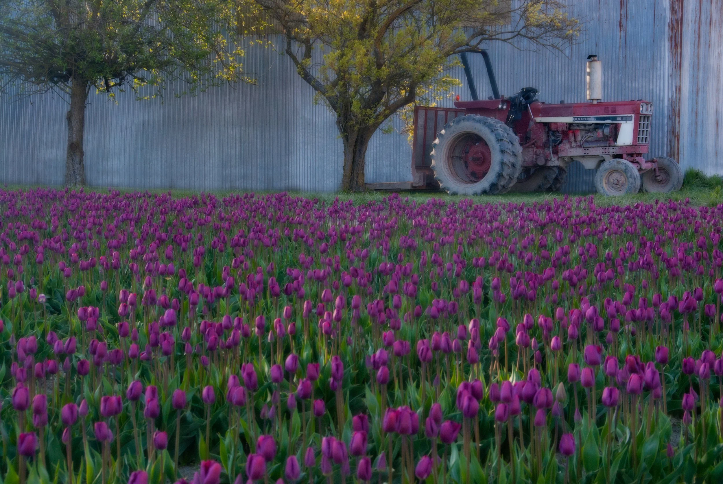 This photo captures the vibrant colors and natural beauty of the Tulip Festival in the Skagit Valley in Washington state. The scene is a stunning display of vibrant colors, with rows upon rows of tulips. The photo captures the unique and awe-inspirin