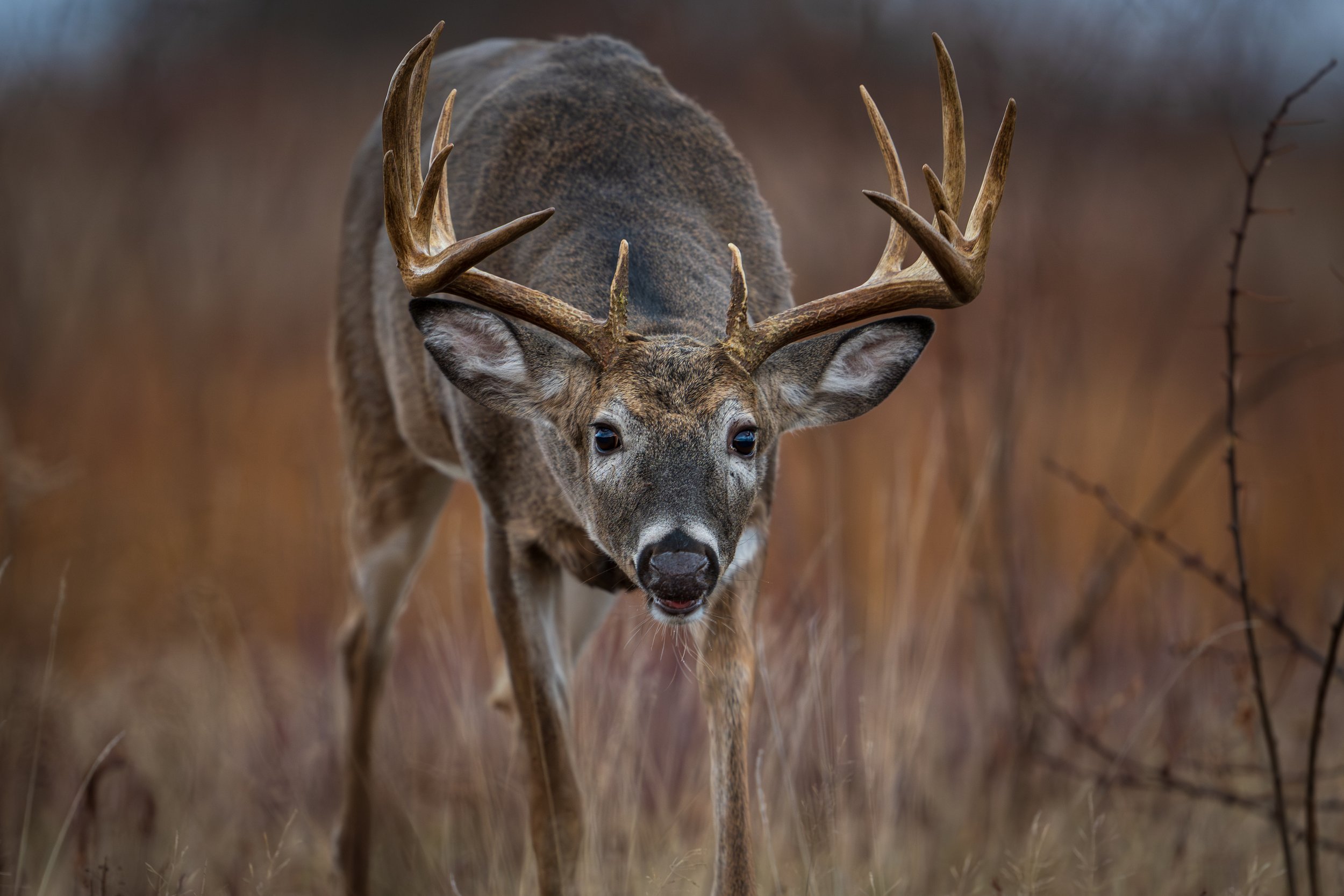 A white-tailed buck pauses in the autumn grasses, his antlers standing tall like a crown of the wild. In that still moment, the quiet power of nature comes alive.