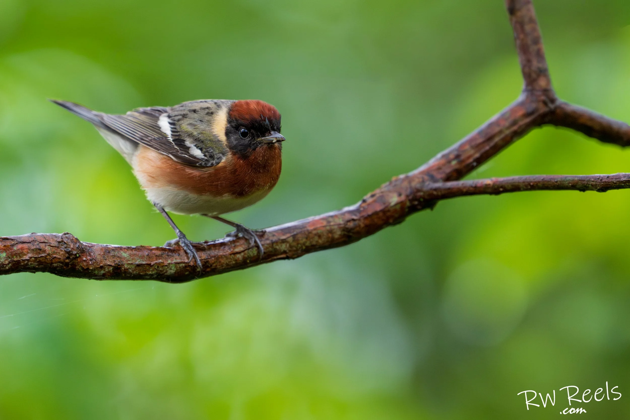 Chestnut and Spring Light — Bay-breasted Warbler Fine Art Print