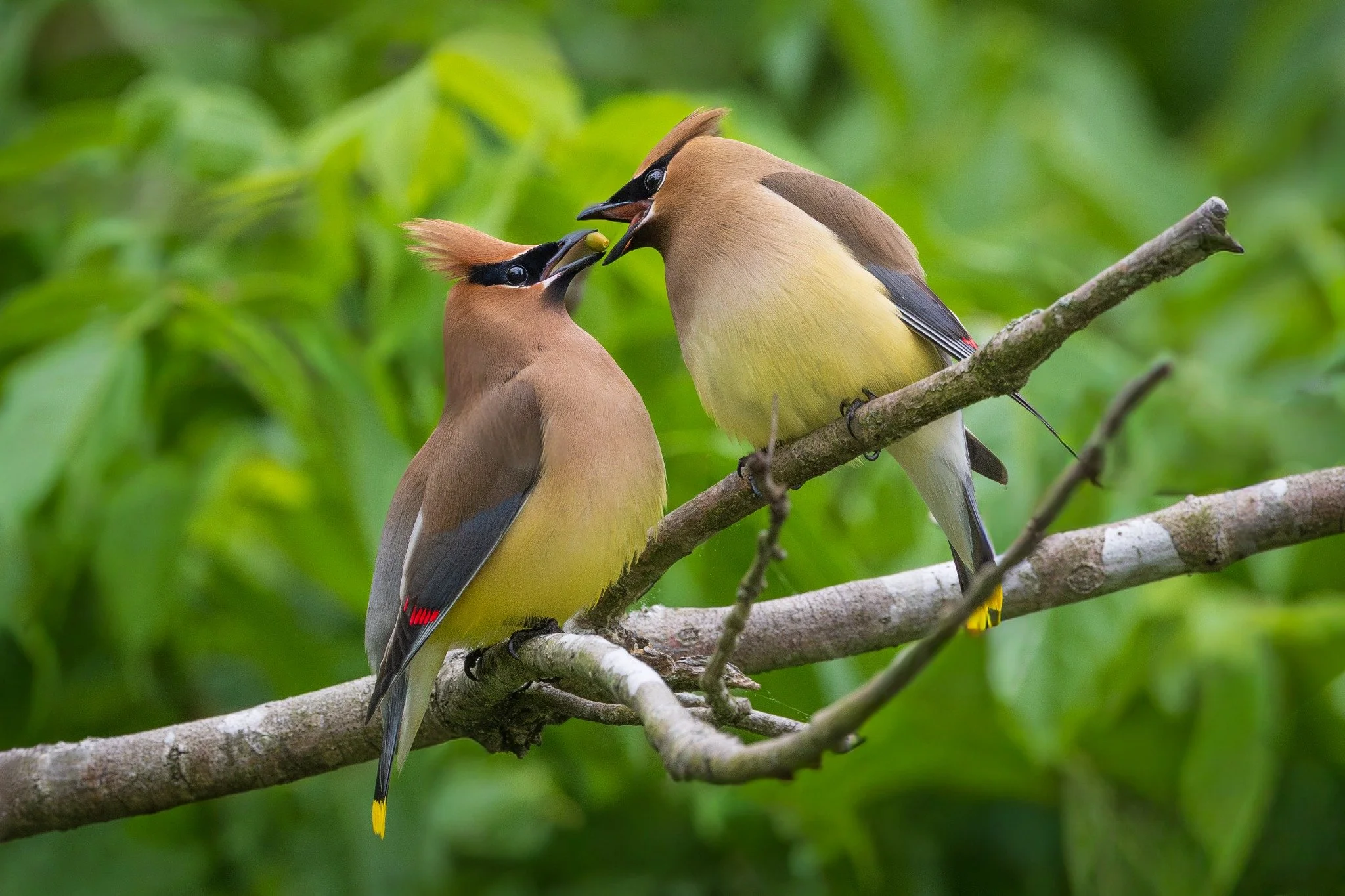 Two cedar waxwings share a berry on a branch at Brumley Nature Preserve.
