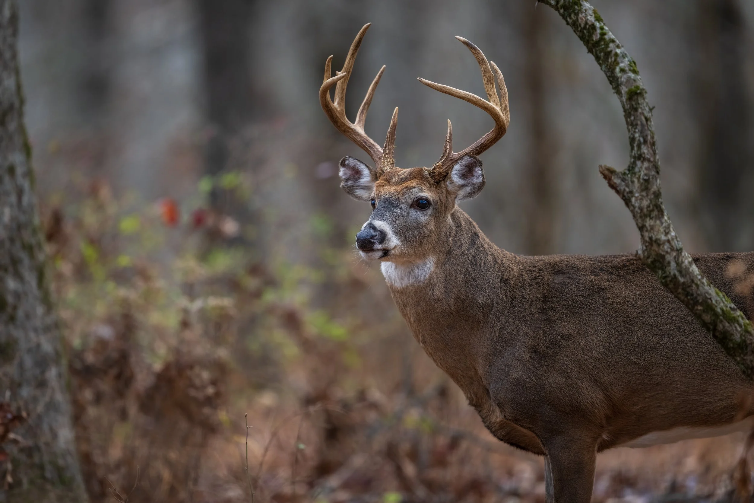 Shenandoah NP Buck.