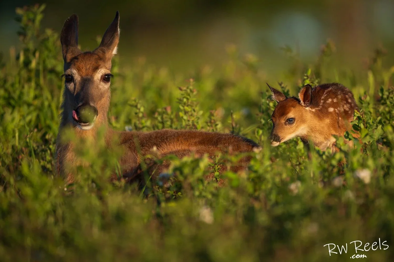 A Quiet Moment Together — Doe and Fawn Fine Art Print