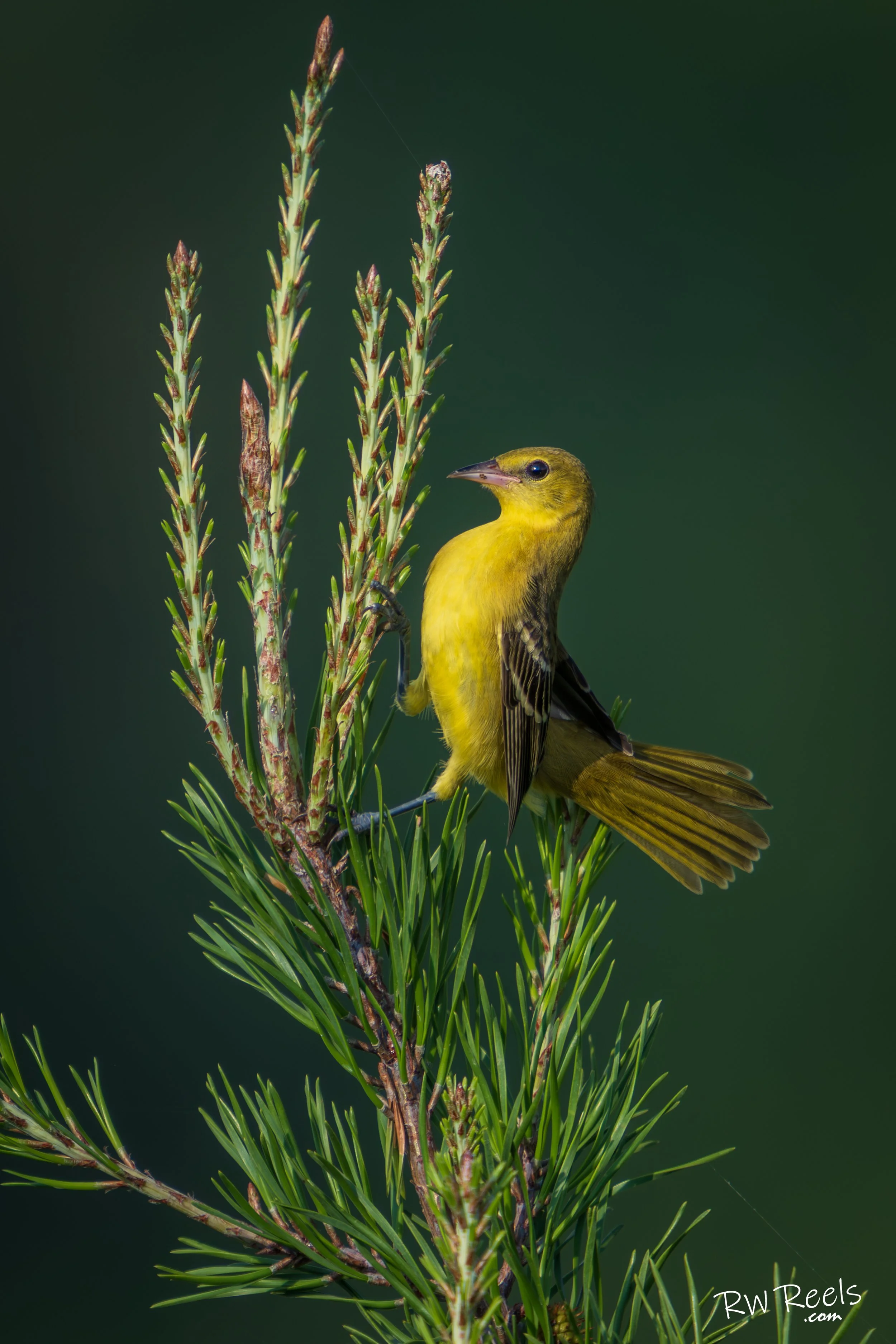 This intimate portrait captures a female Orchard Oriole (Icterus galbula) balanced on the soft tips of a young pine. The bird’s lemon-yellow body and olive wings pop against the out-of-focus green, drawing the eye to her slender, slightly curved bill
