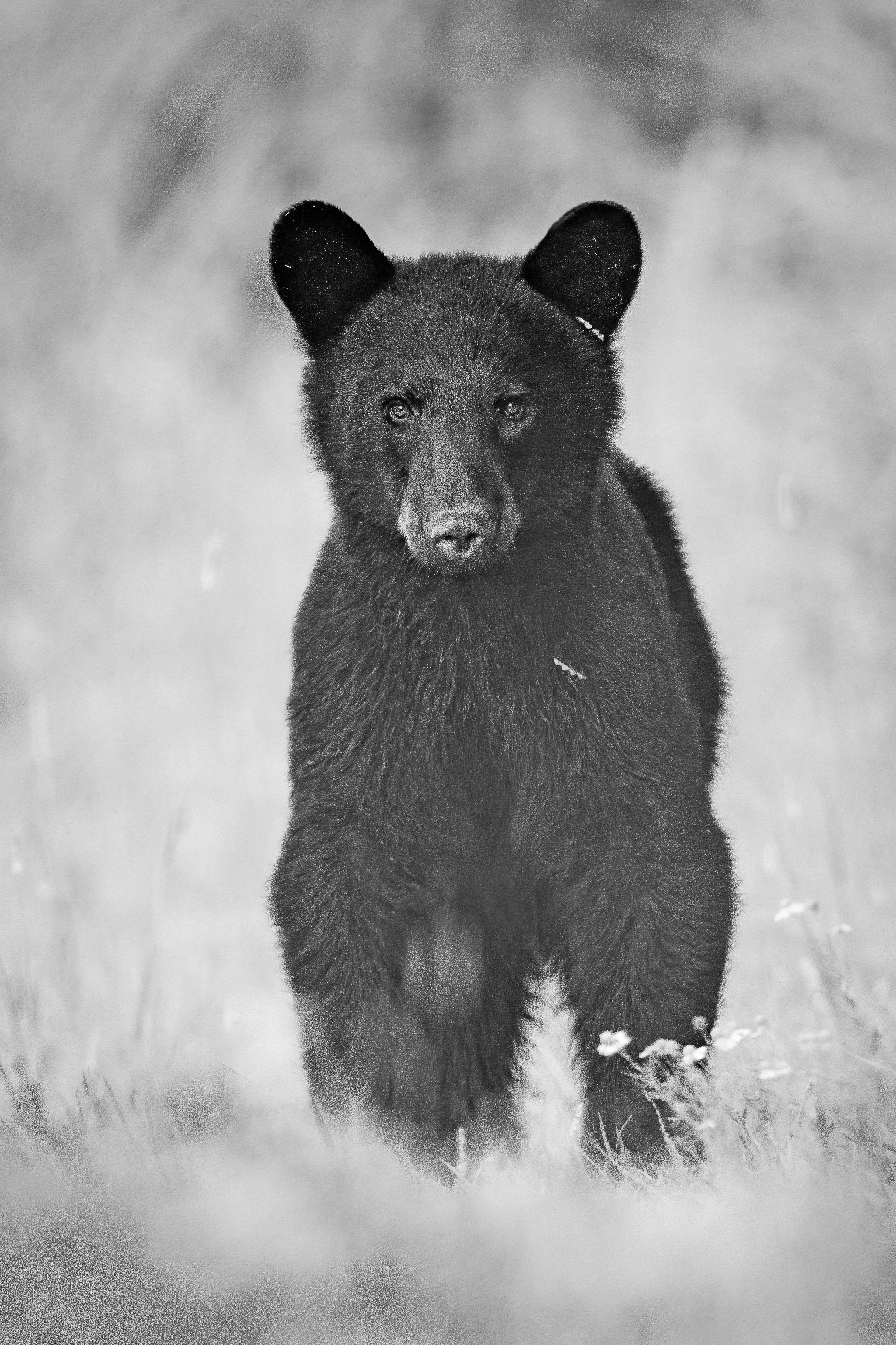 A young American black bear strides confidently across an open field, its curious eyes fixed on me. Captured in black and white, every detail of its thick fur and purposeful movement is brought into sharp relief, creating a timeless portrait that ble