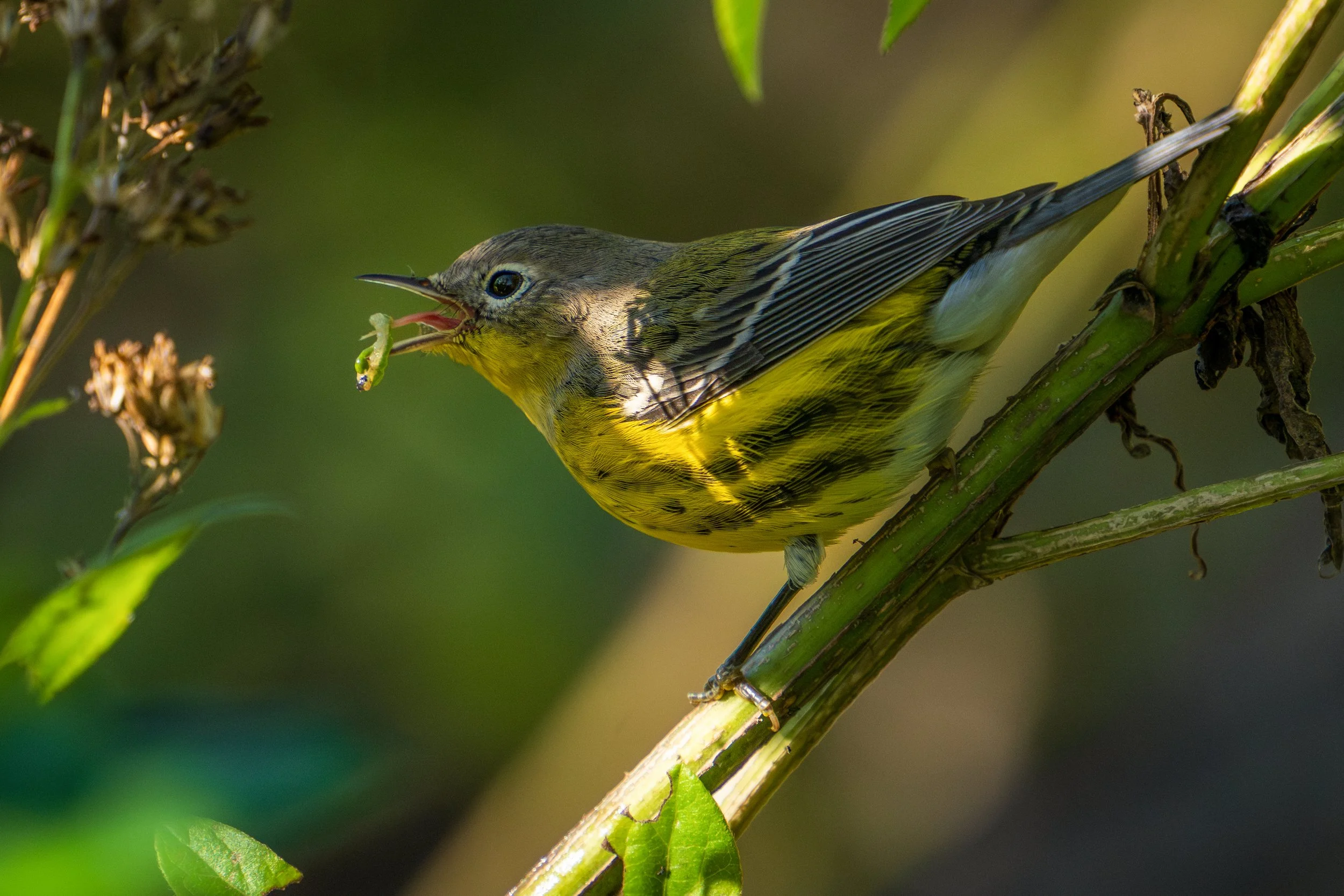 Magnolia Warbler