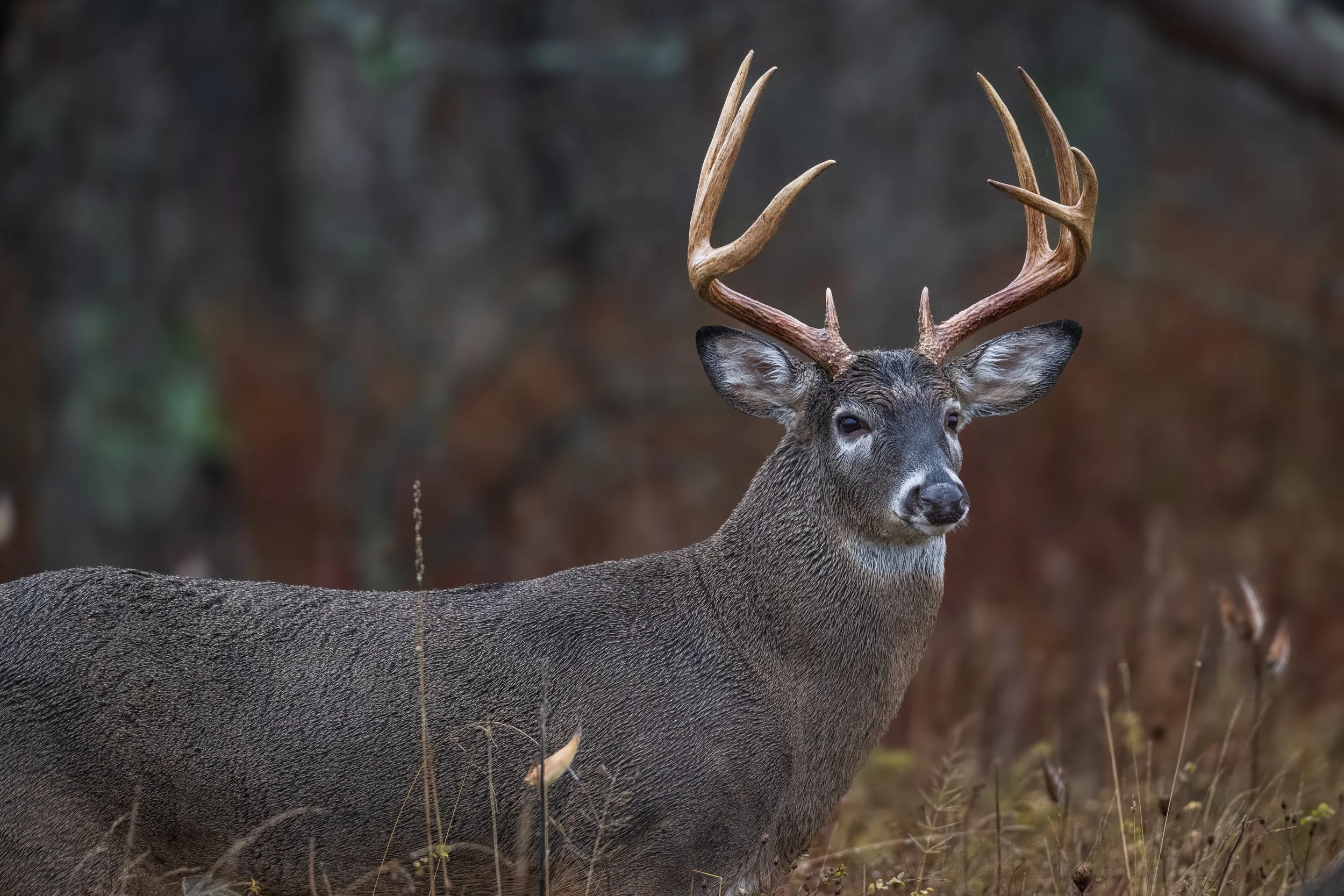 Shenandoah NP Buck.