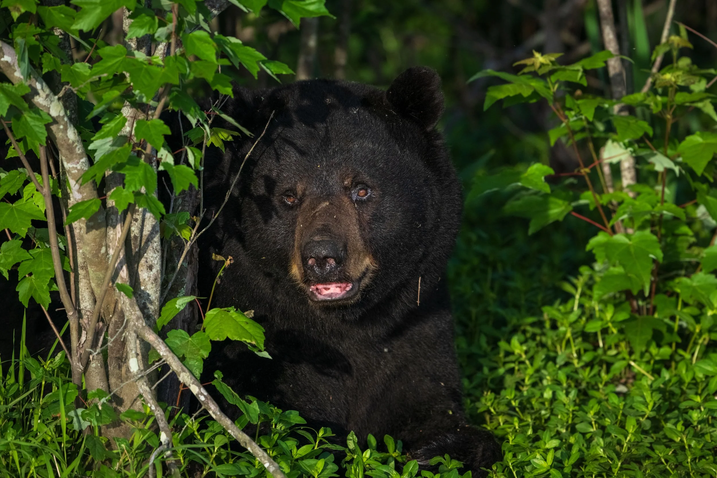 In the quiet heart of the forest, an American black bear pauses, half-hidden among the lush spring foliage. Its deep, chocolate-black coat catches dappled light filtering through the trees, while watchful amber eyes meet the lens with a mix of curios