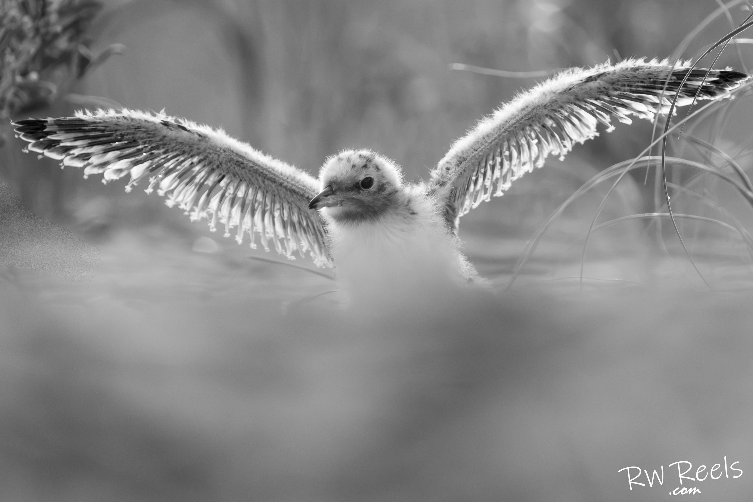 First Flights at Wrightsville Beach — Common Tern Chick Fine Art Print