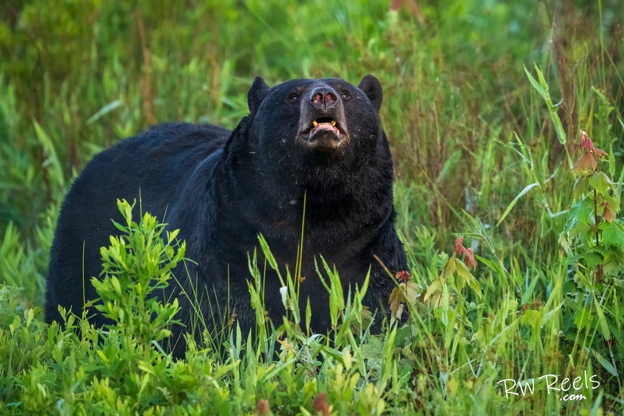 bear-01.jpg
