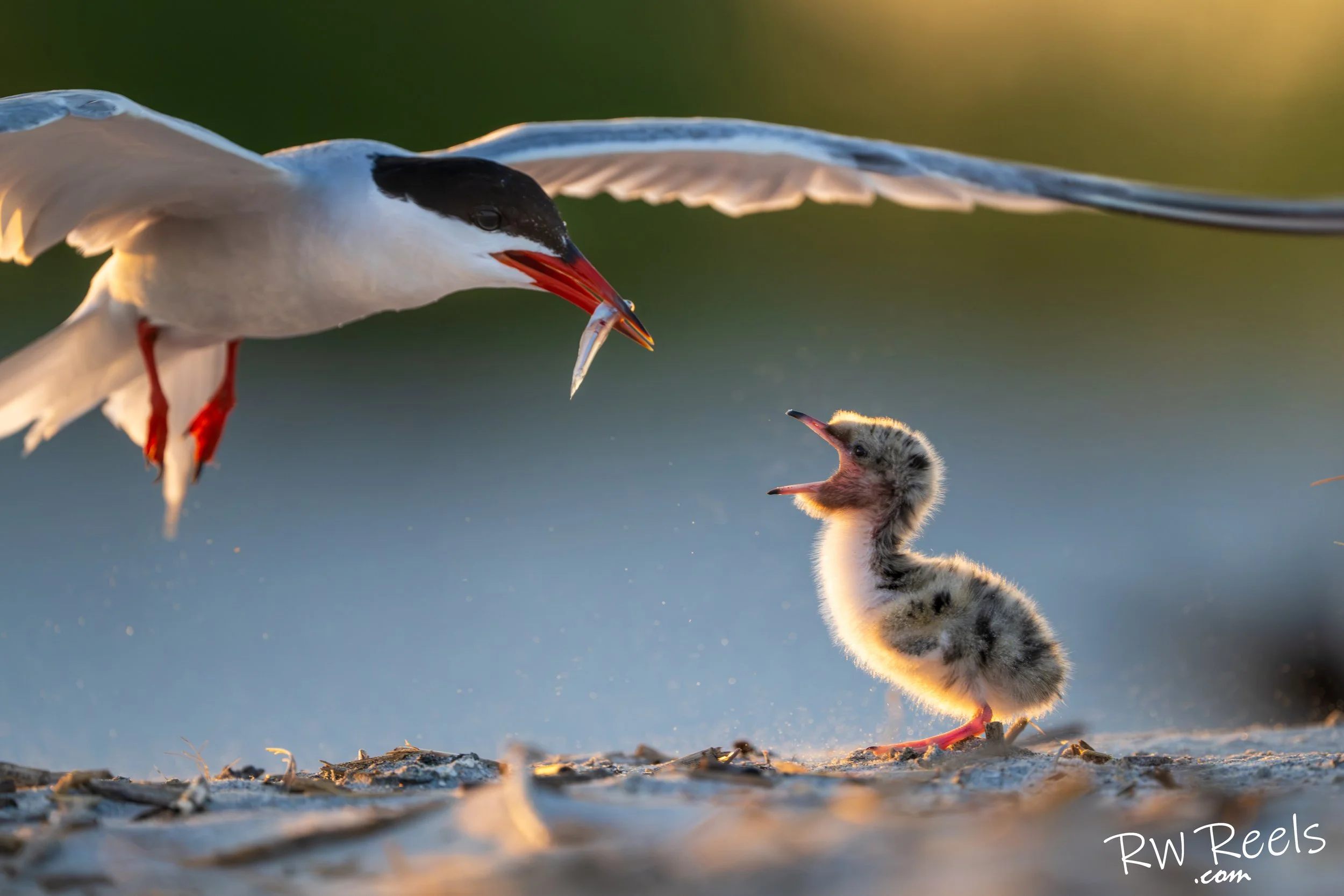 Feeding Time Is Never Calm — Common Tern Fine Art Print