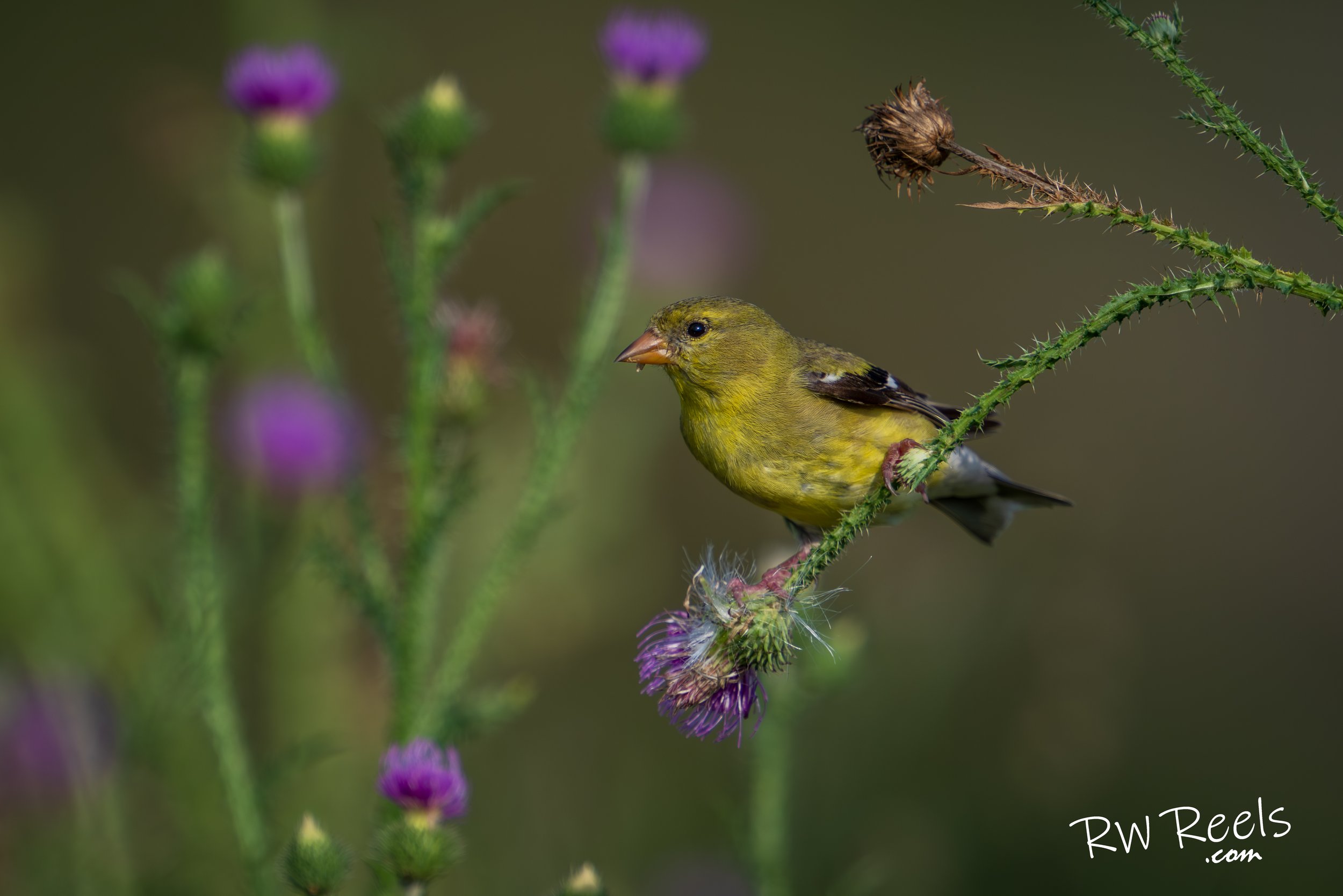 Female GoldFinch