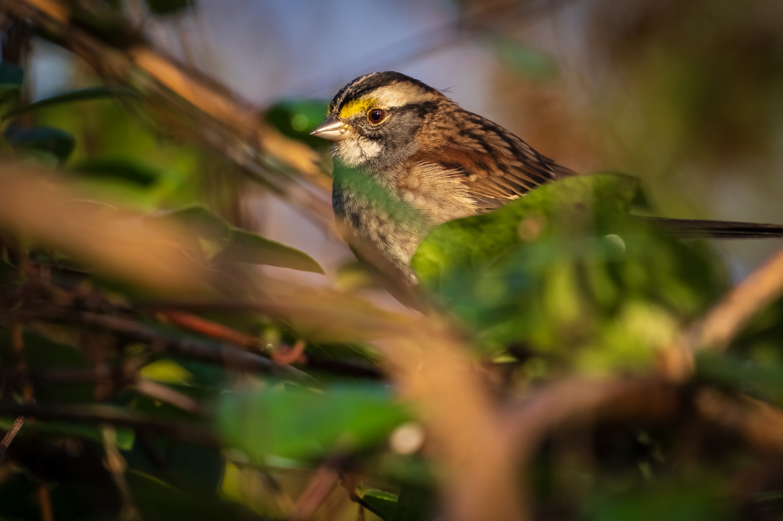 White throated sparrow in Orange County, NC.