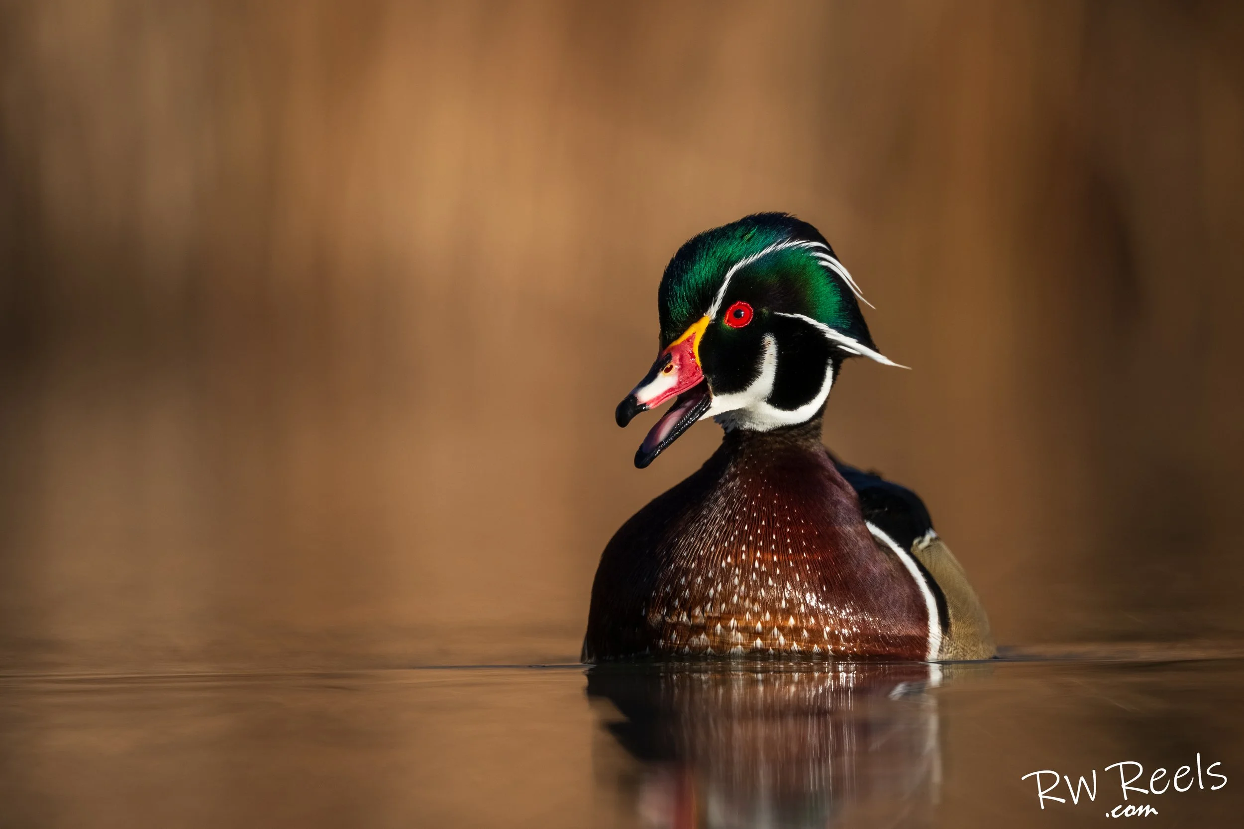 A male Wood Duck glides through golden morning light, every color and detail reflected in the still water.