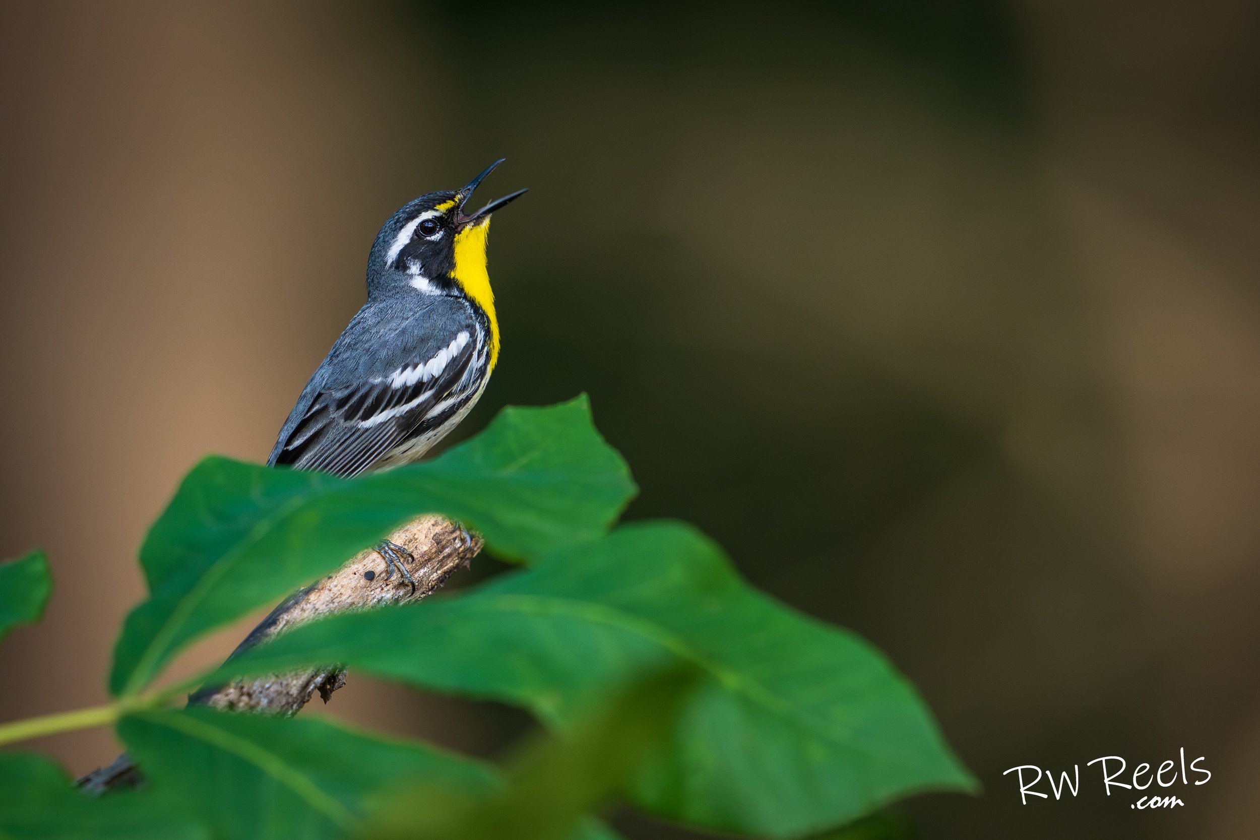 This high-resolution photograph features a vibrant Yellow-throated Warbler (Setophaga dominica) captured singing while perched on a branch surrounded by lush green leaves. Photographed in its natural habitat during spring migration, this stunning son