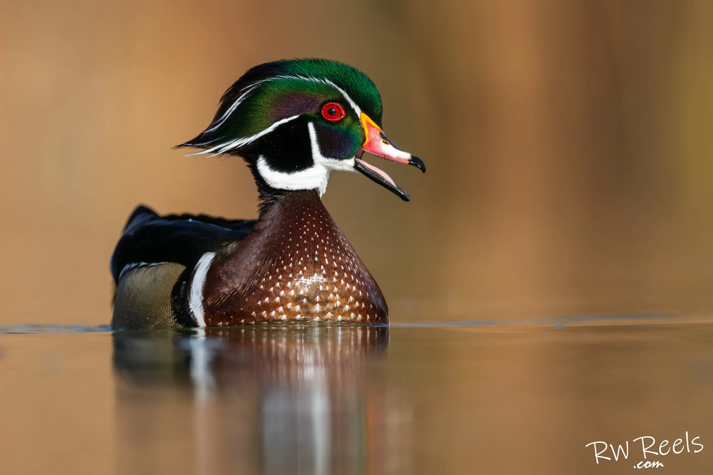 A male Wood Duck raises his crest and calls across the water, showing the personality behind all that color.