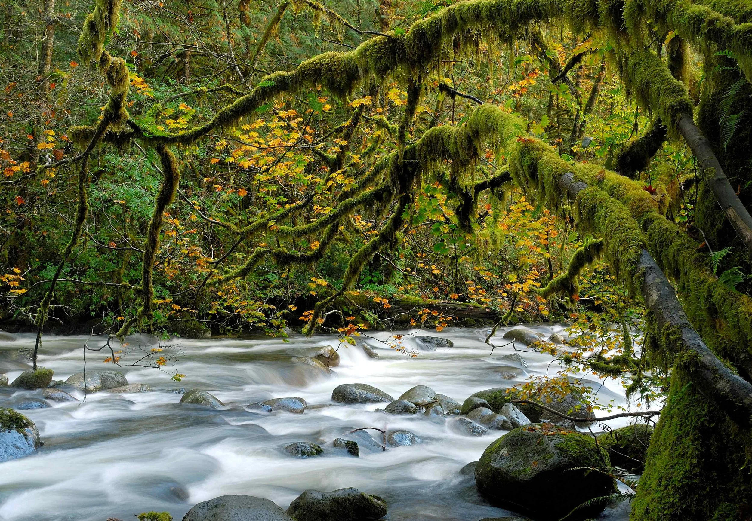 The Wallace River near Gold Bar, WA is seen cascading along the rocks as autumn begins to appear in the trees. The river is located in a lush forest, with tall trees visible in the background. The water is captured in motion, with white rapids contra