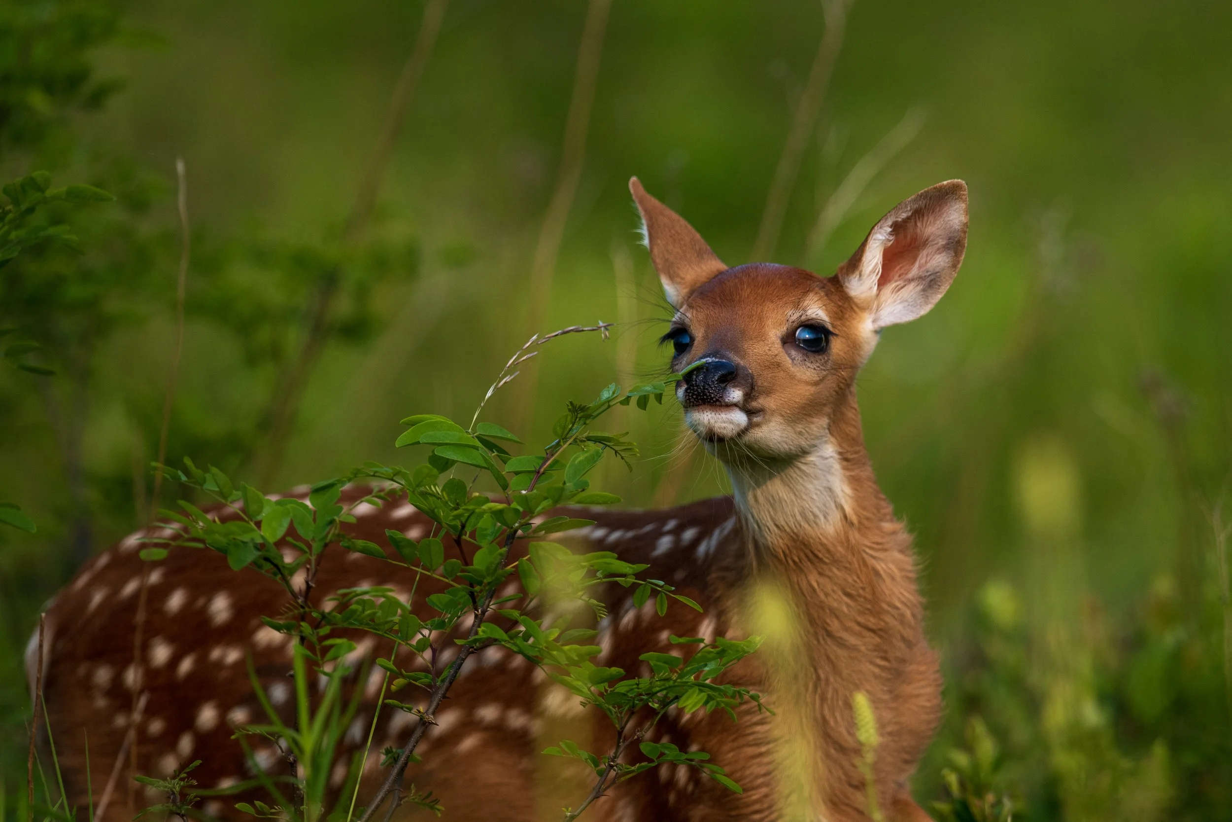 Shenandoah NP Fawn