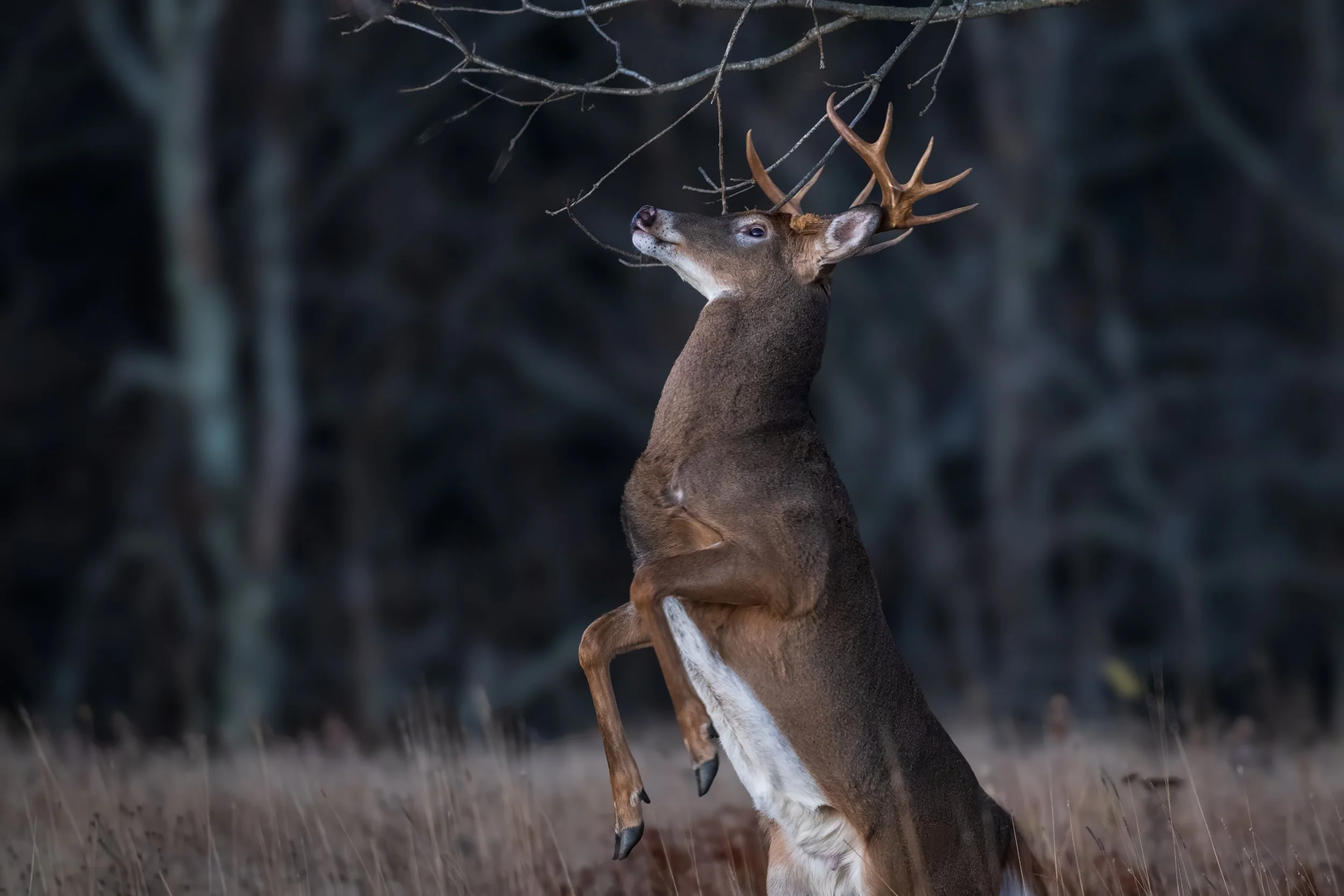 Shenandoah NP Buck scent marking.