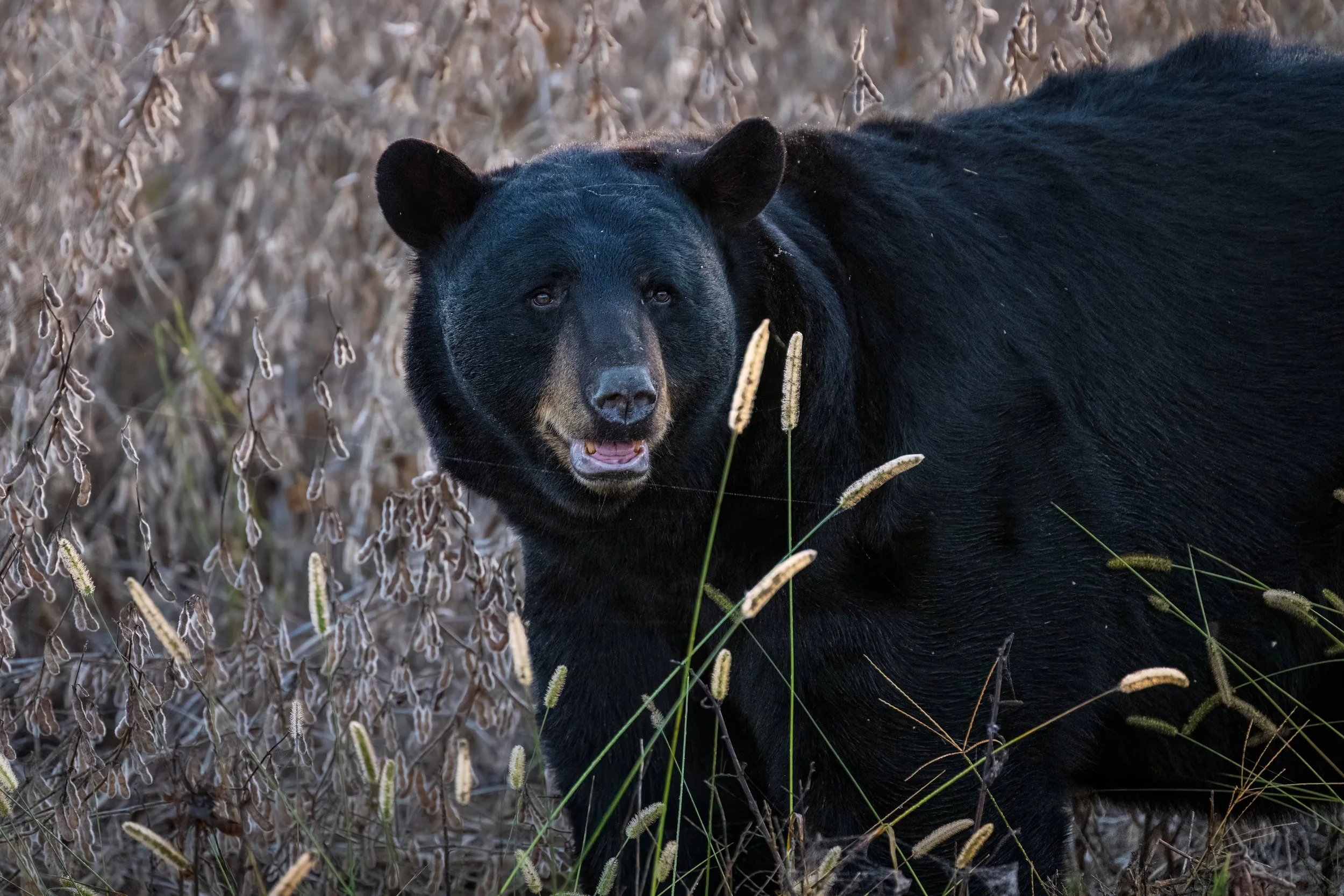 An American black bear pauses amid tall, golden grasses, its dark coat gleaming against the autumn backdrop. With a gentle expression and slightly open mouth, the bear seems to be caught mid-step, perfectly at ease in its natural habitat. The warm, t