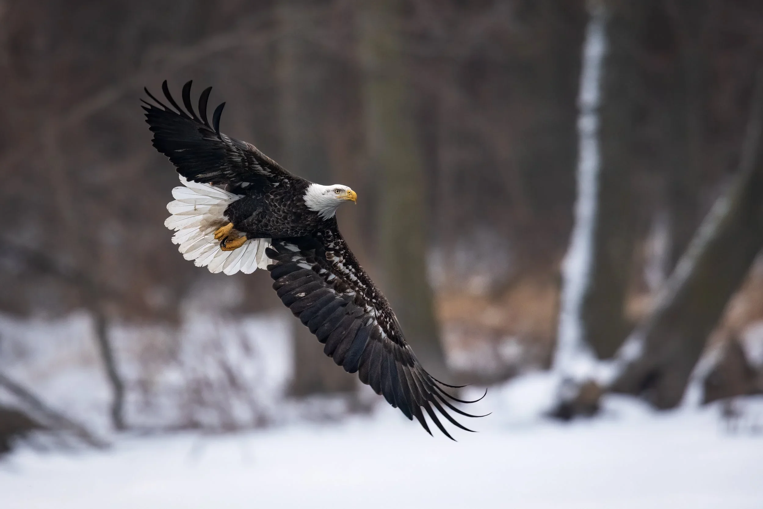 Not Quite White-Headed Yet — Juvenile Bald Eagle Fine Art Print