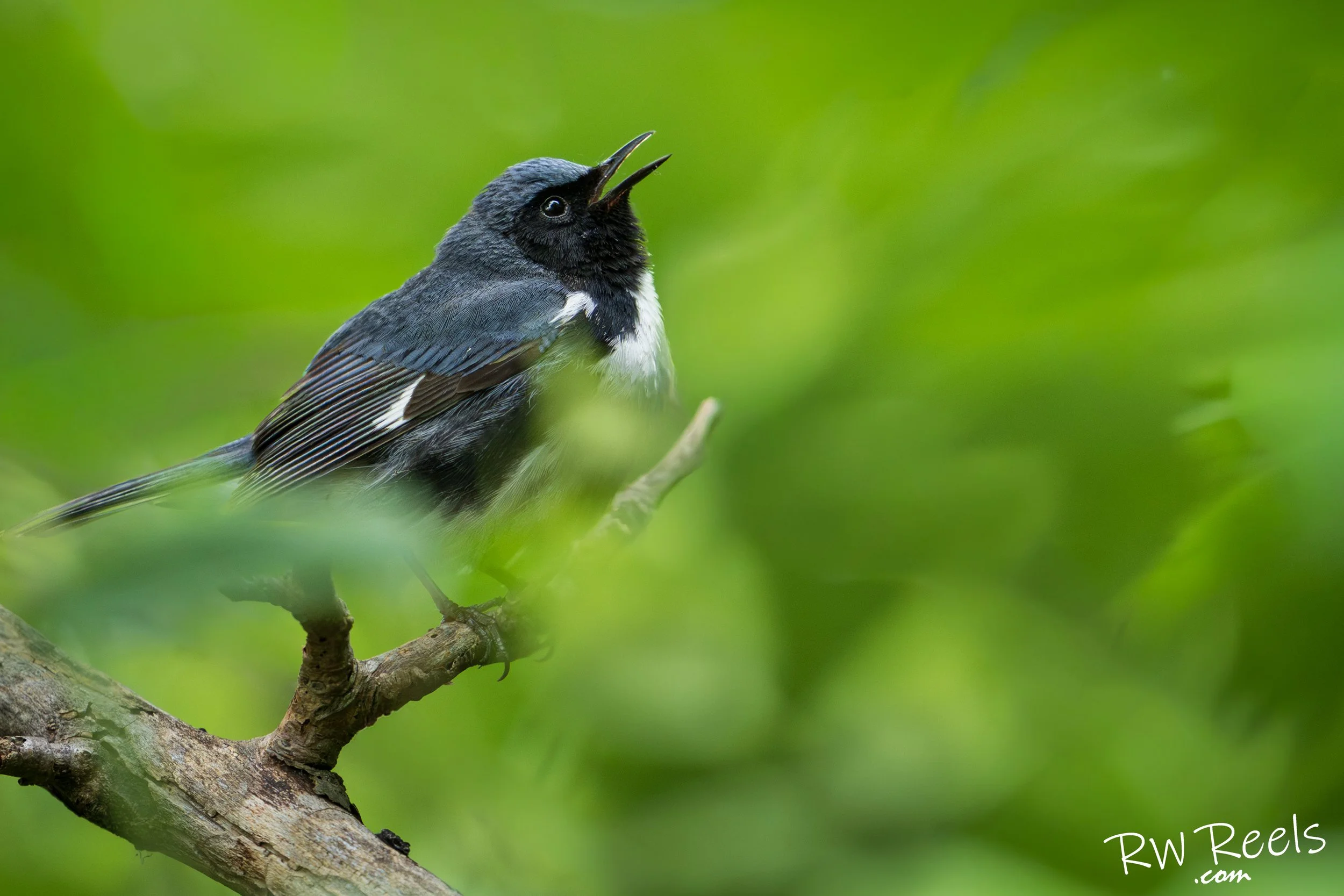 A Flash of Blue in the Spring Foliage — Black-throated Blue Warbler Fine Art Print
