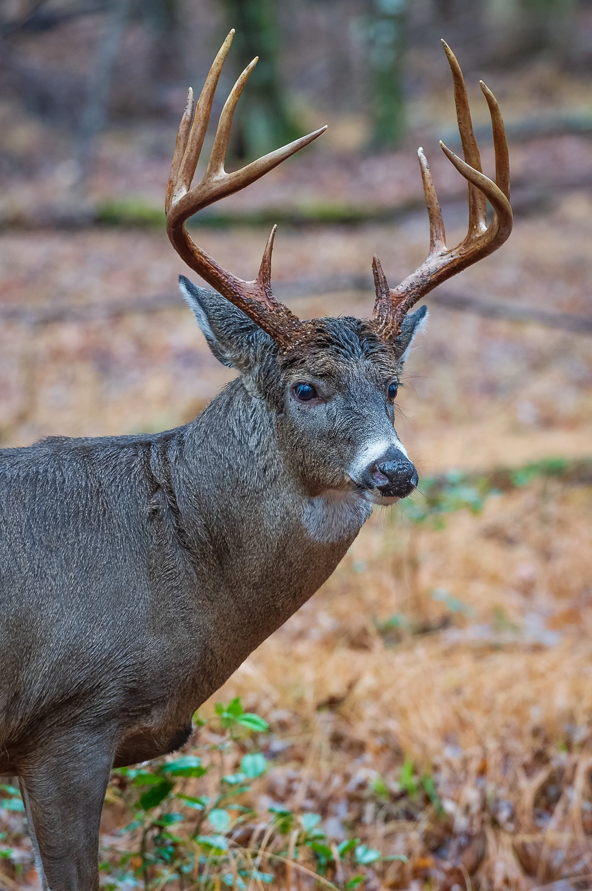 Cades Cove, Great Smoky Mountains NP.