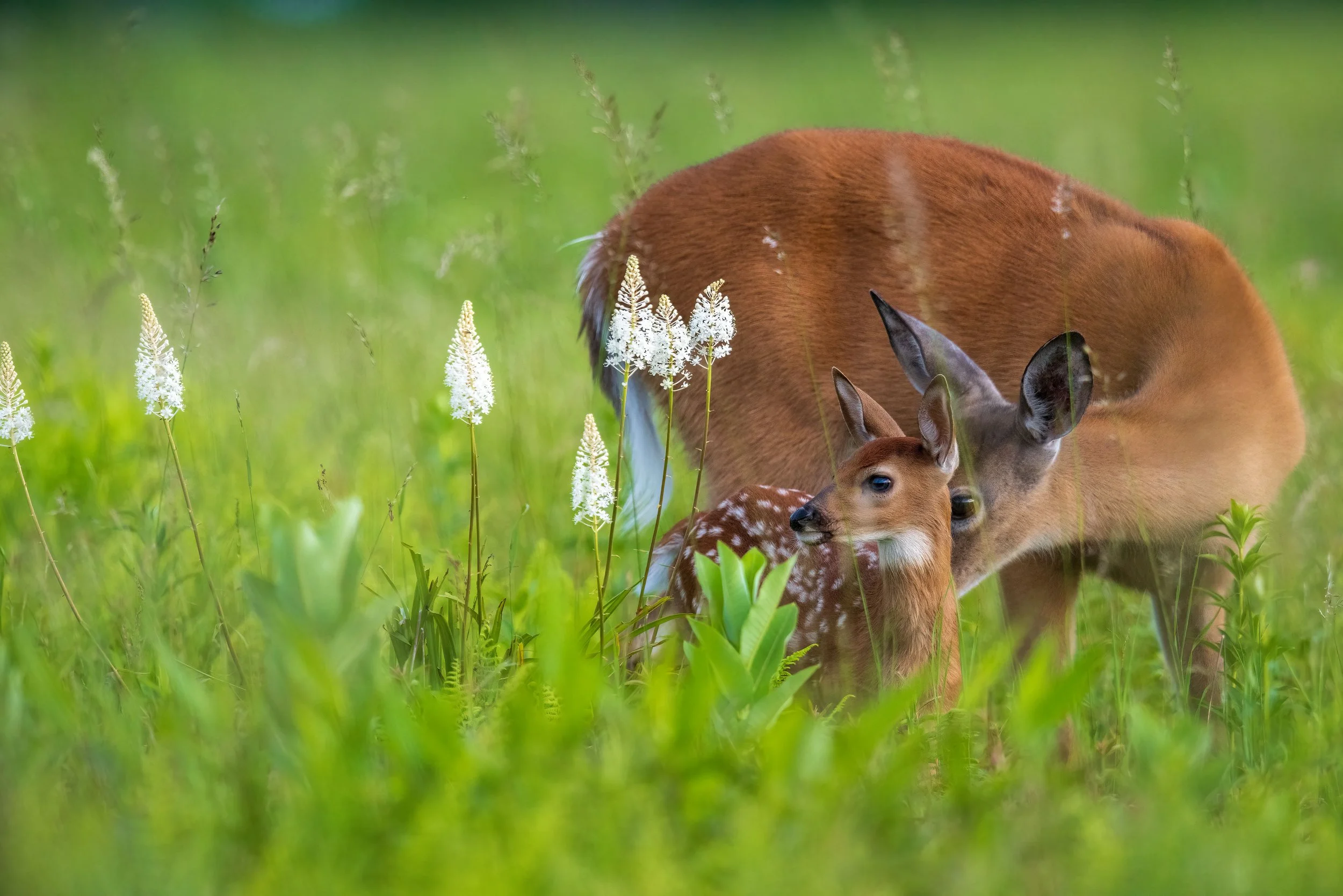 Doe and Fawn at Shenandoah NP.