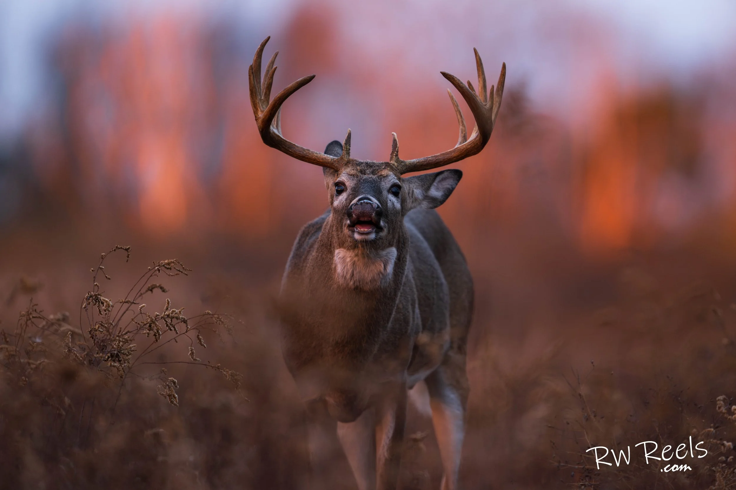 As the sun dips below the horizon, casting a warm, golden glow across the big meadows, the air fills with a quiet sense of anticipation. In the tall, rustling grasses, a white-tailed deer emerges, his impressive antlers silhouetted against the fiery 