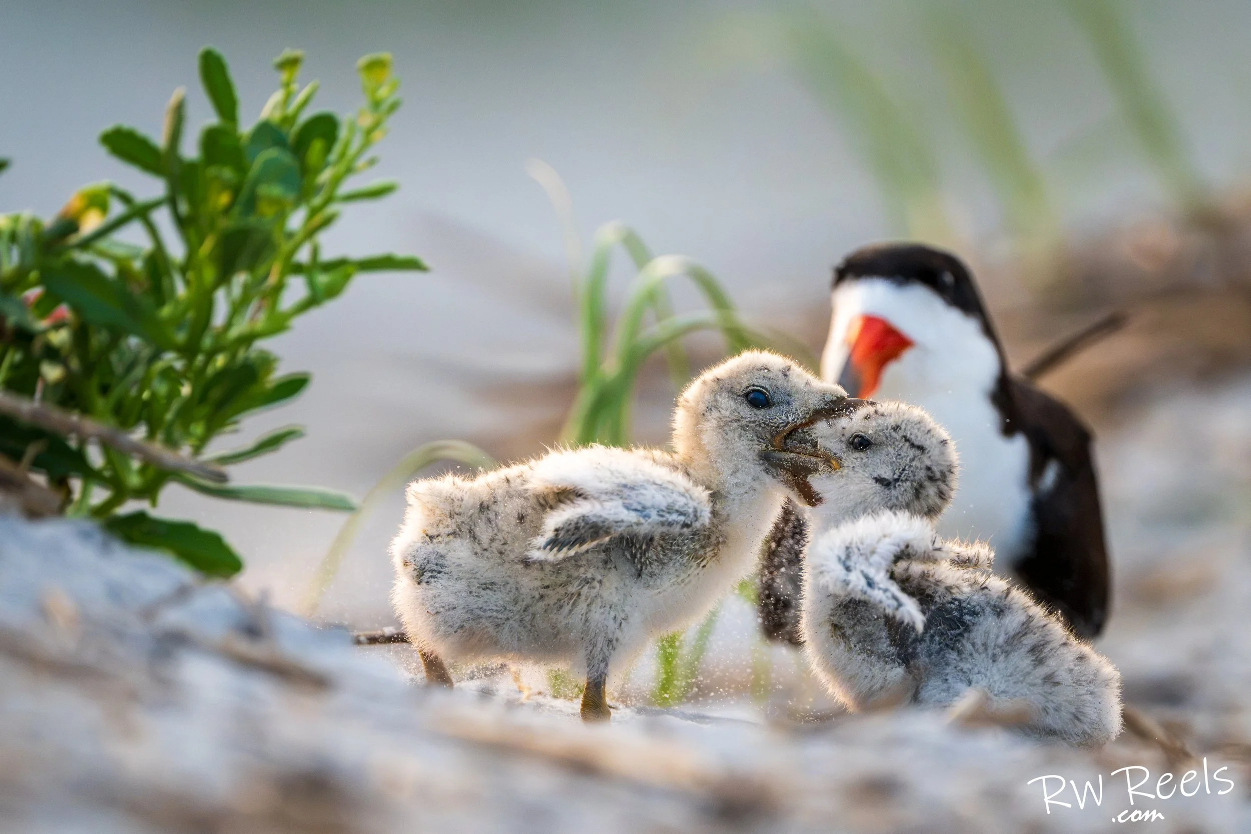 A Squabble in the Sand — Black Skimmer Chicks Fine Art Print