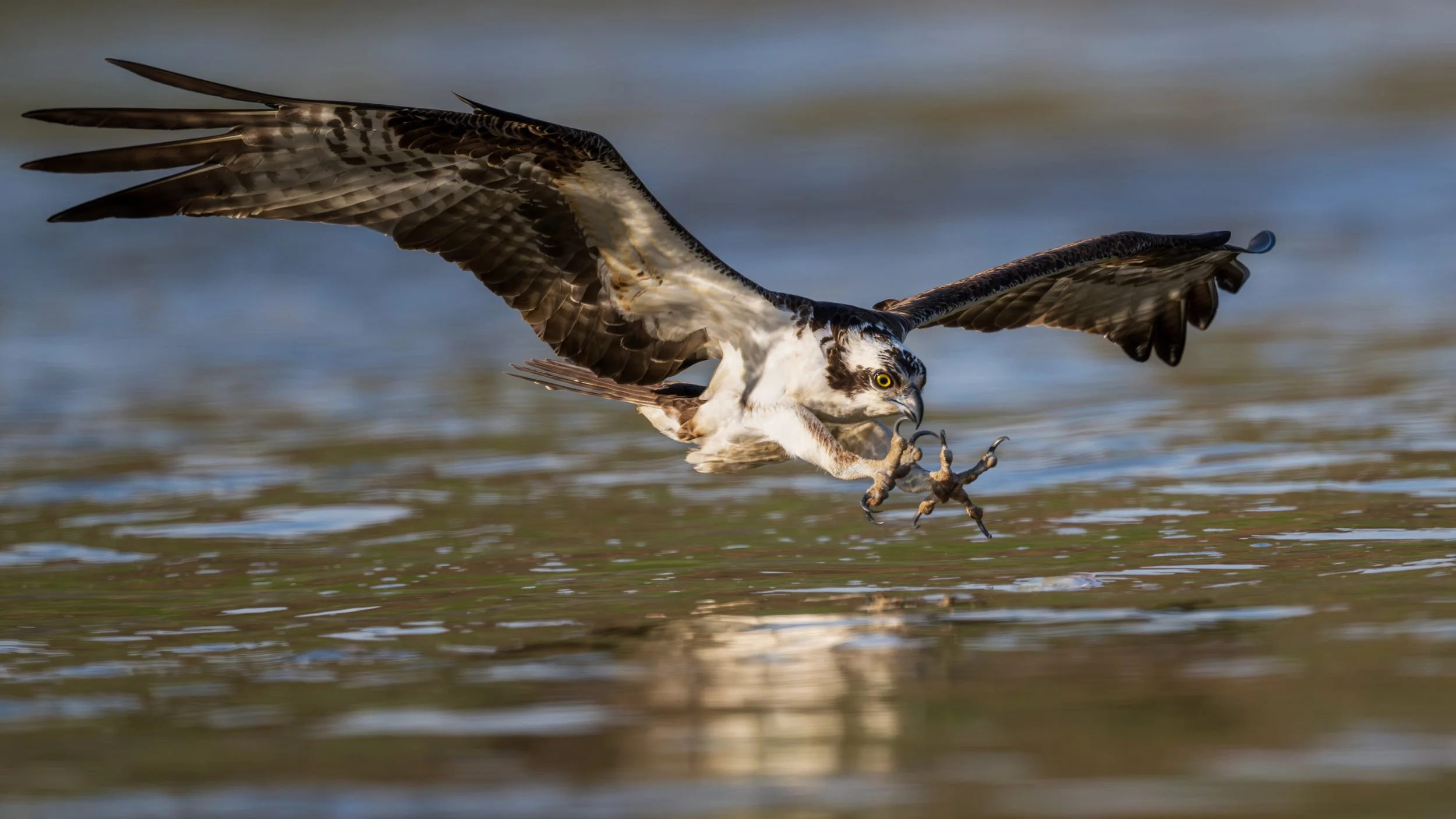 Osprey at Jordan Lake Dam in Moncure, NC