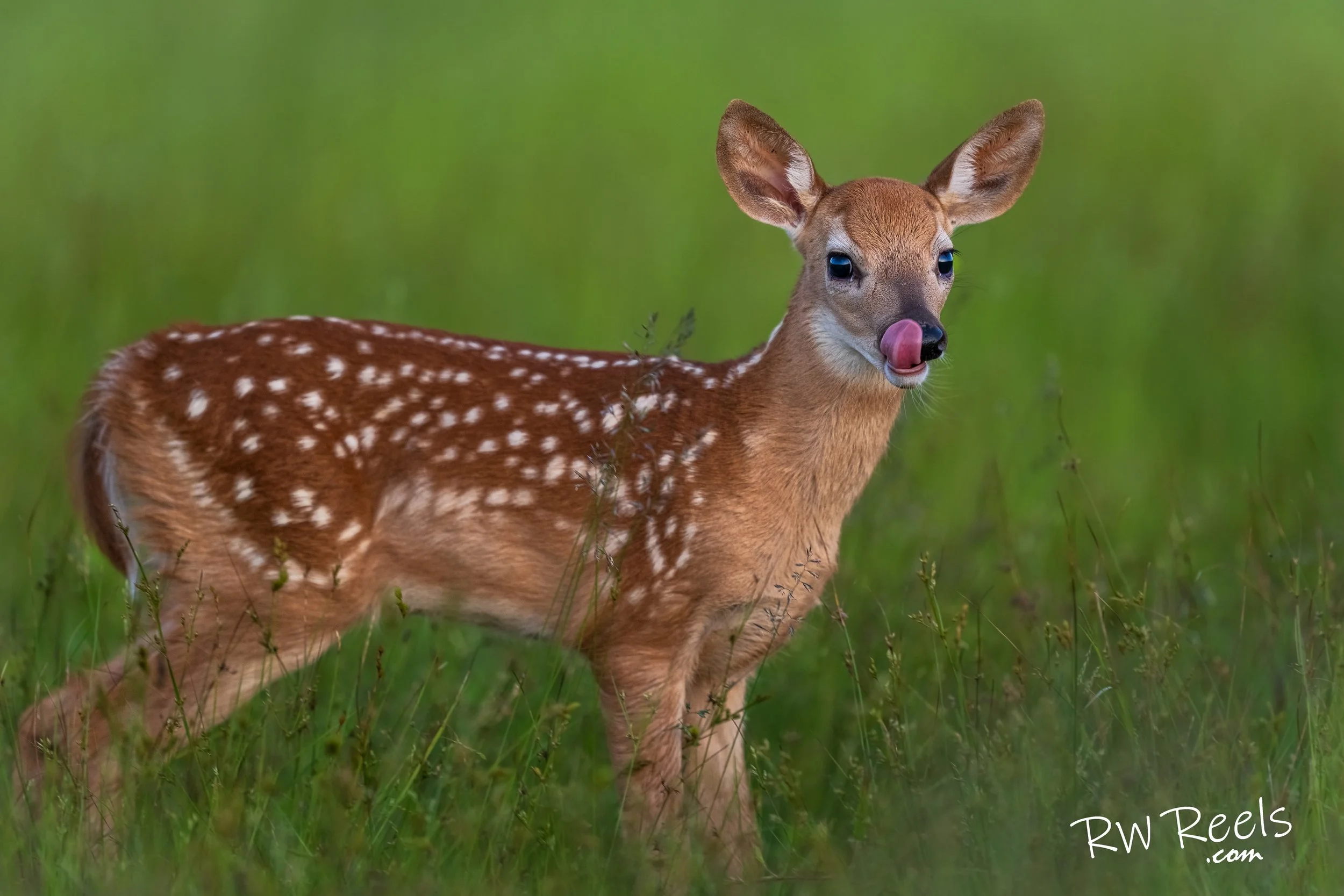 Shenandoah NP Fawn.