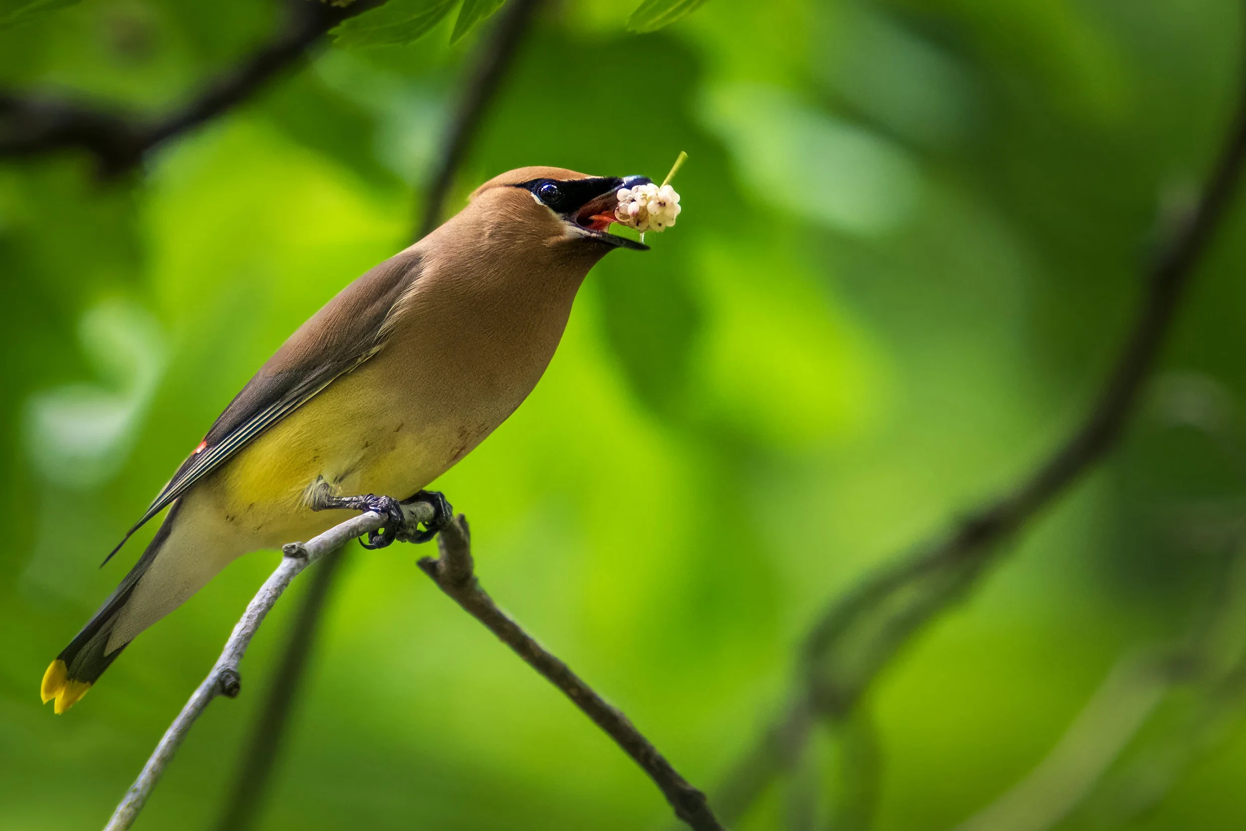 In this captivating photograph taken in Wake County, North Carolina, a cedar waxwing is perched delicately on a branch. The bird's sleek, silky feathers are a blend of soft browns and grays, with a striking black mask around its eyes. Its yellow-tipp