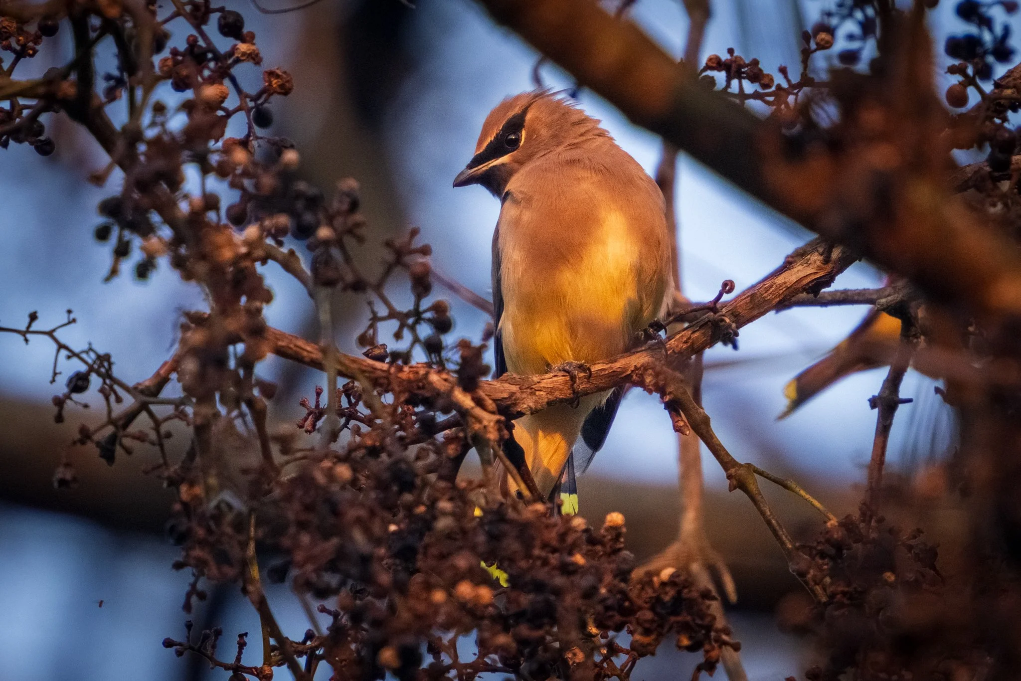 Cedar Waxwing perched delicately among the branches, surrounded by clusters of berries at sunrise, Brumley North Nature Preserve.