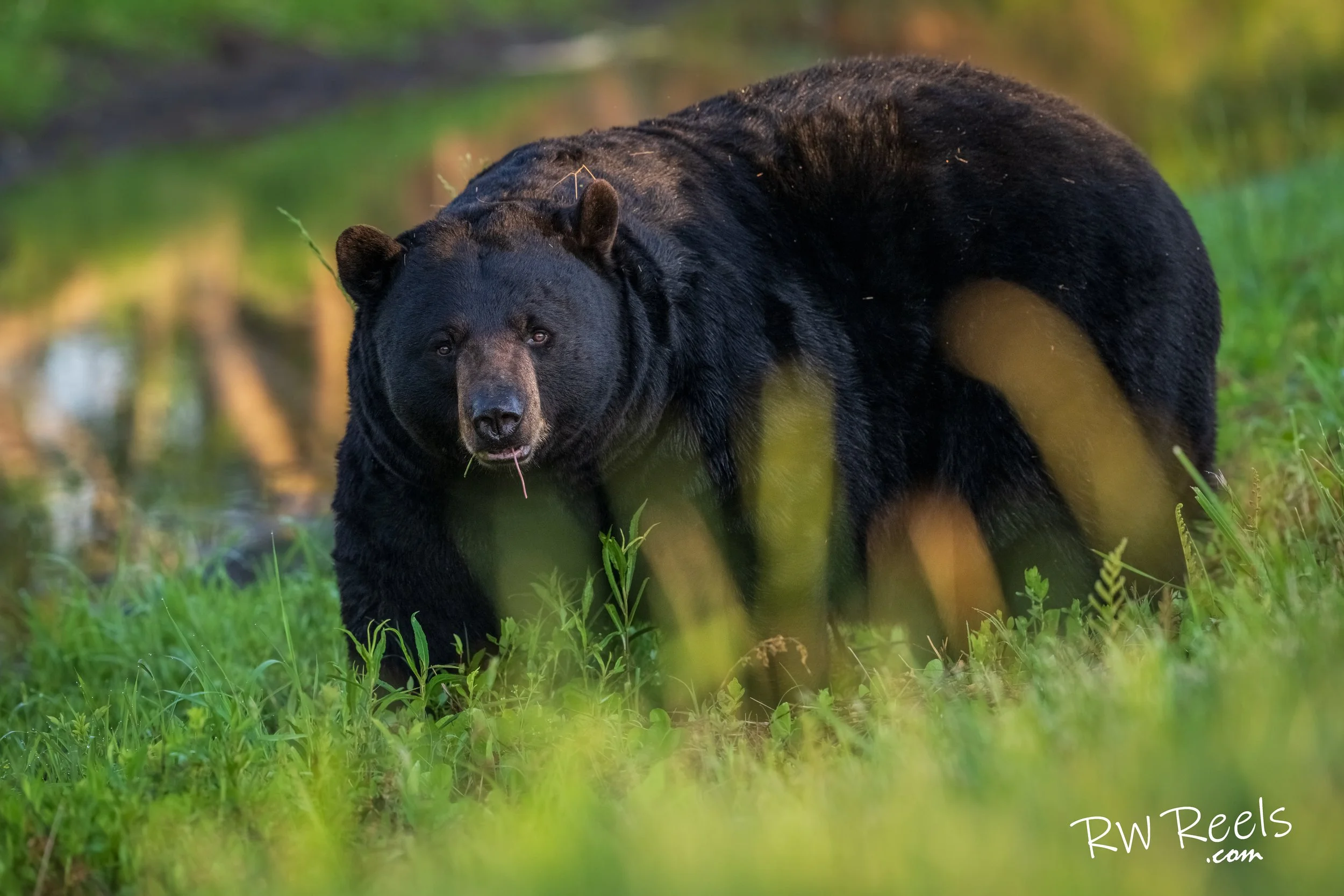 An American black bear moves through a meadow as warm evening light catches the grass around it.