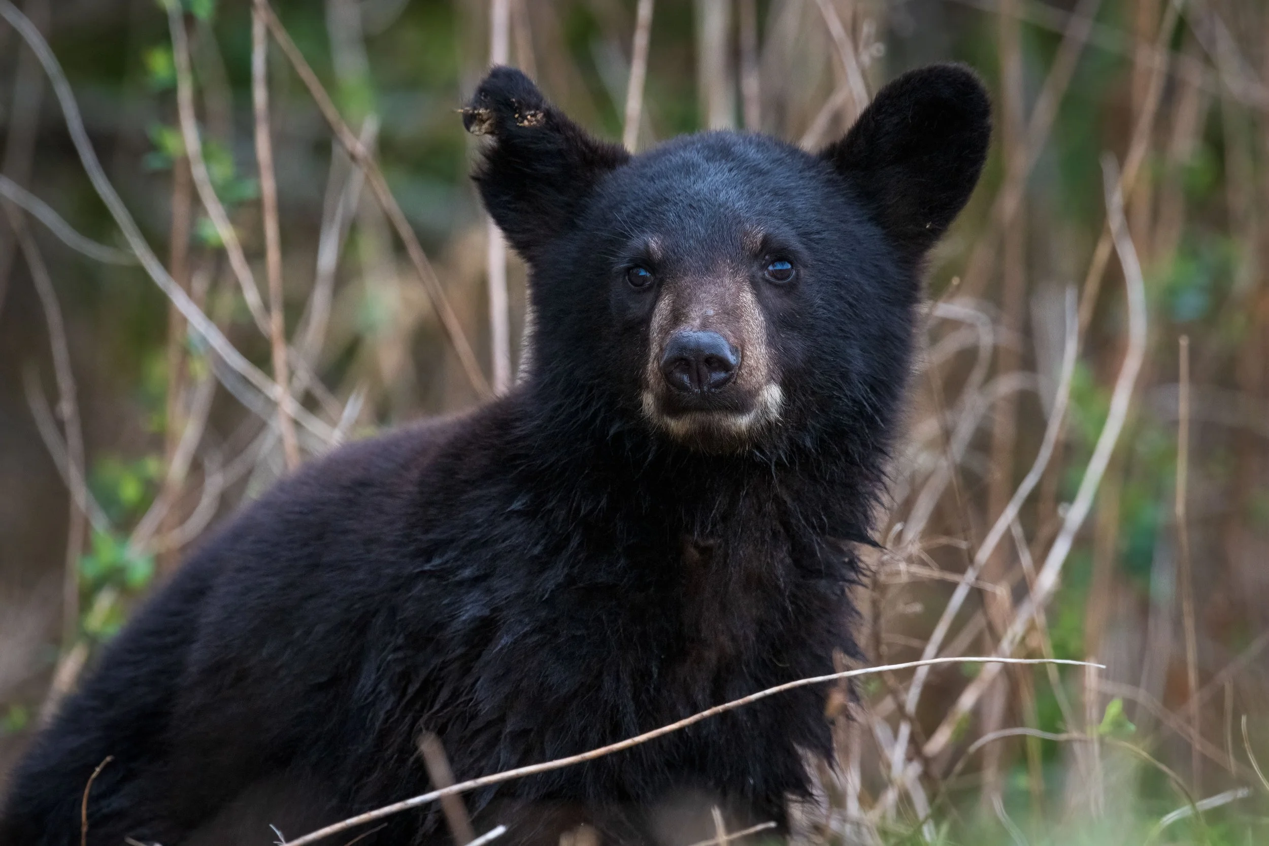 Ben the Orphan Cub of Pungo